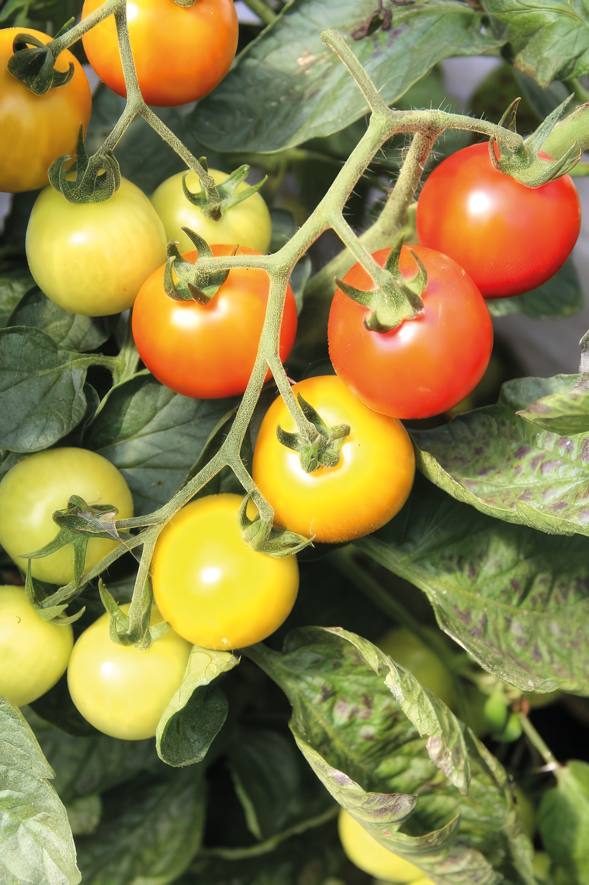 Cocktailtomate Mexikanische Honigtomate