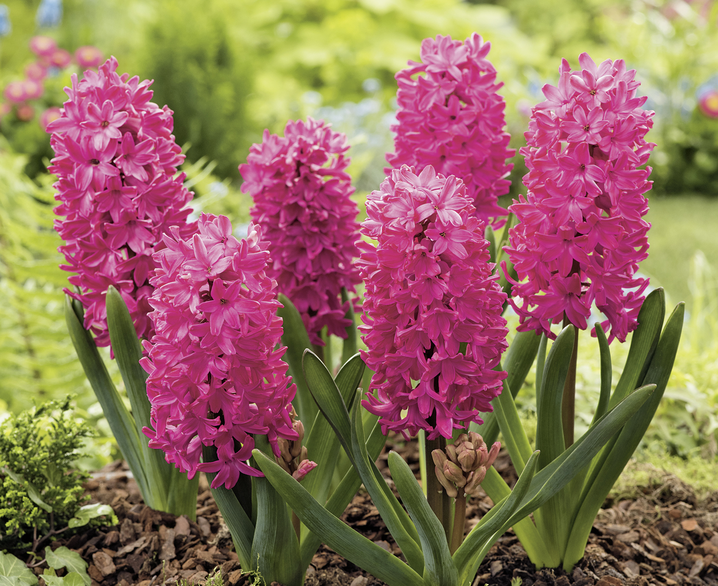 55060_Hyazinthen Jan Bos FM Pinkfarbene Hyazinthen im Gartenbeet mit dichten Blütentrauben, grünen Blättern und Mulch, duftende Frühlingsblumen