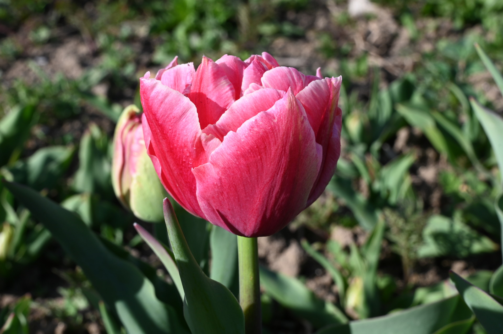 Nahaufnahme der gefüllten frühen Tulpe Verona Sunrise mit großer rosa Blüte und Knospe im Gartenbeet