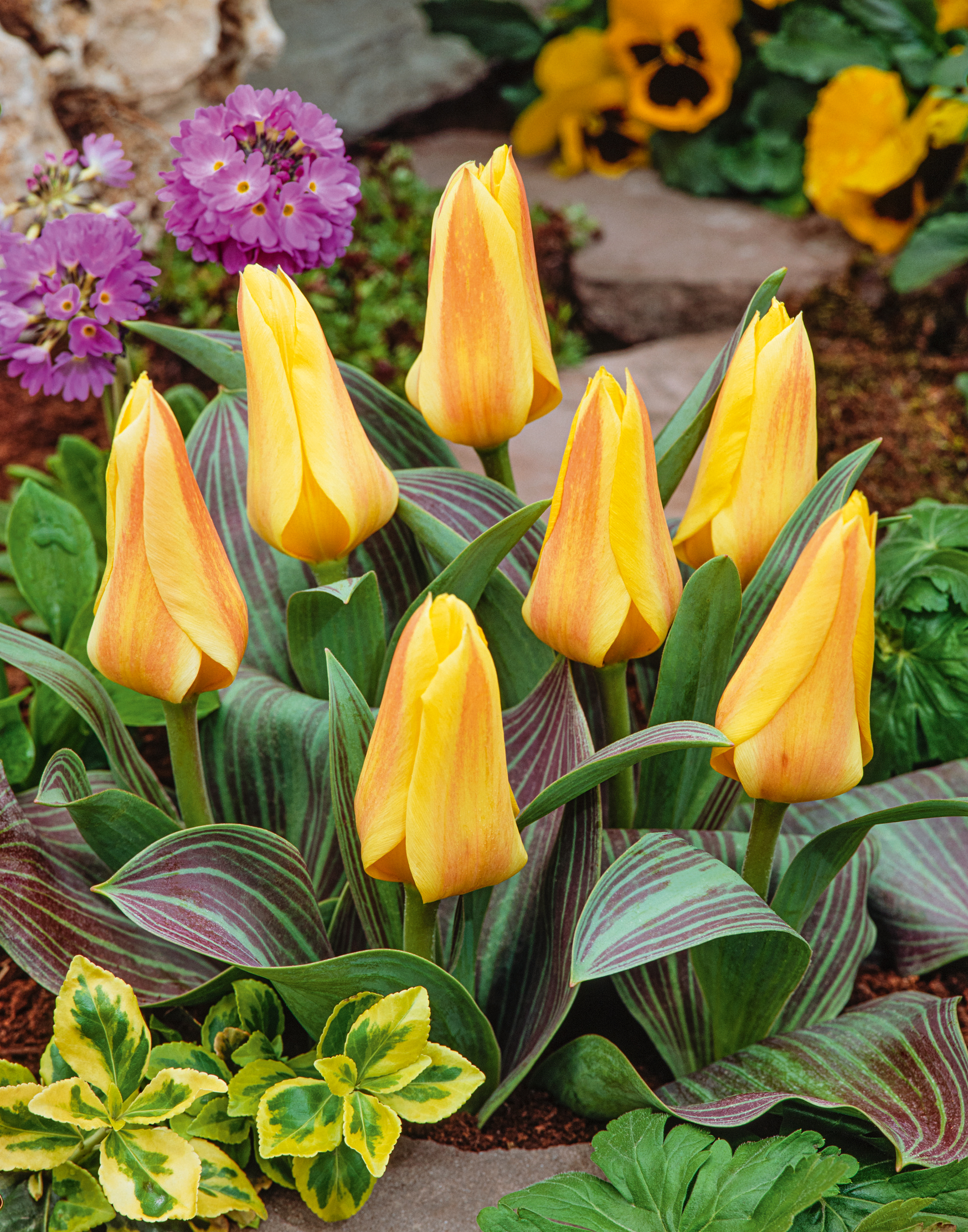 52825_Greigii-Tulpen_Miskodeed Nahaufnahme von geschlossenen gelben Tulpenknospen mit orangefarbenen Akzenten und markant gestreiften grün-violetten Blättern, eingebettet im Frühlingsbeet neben violetten Primeln und gelben Stiefmütterchen.
