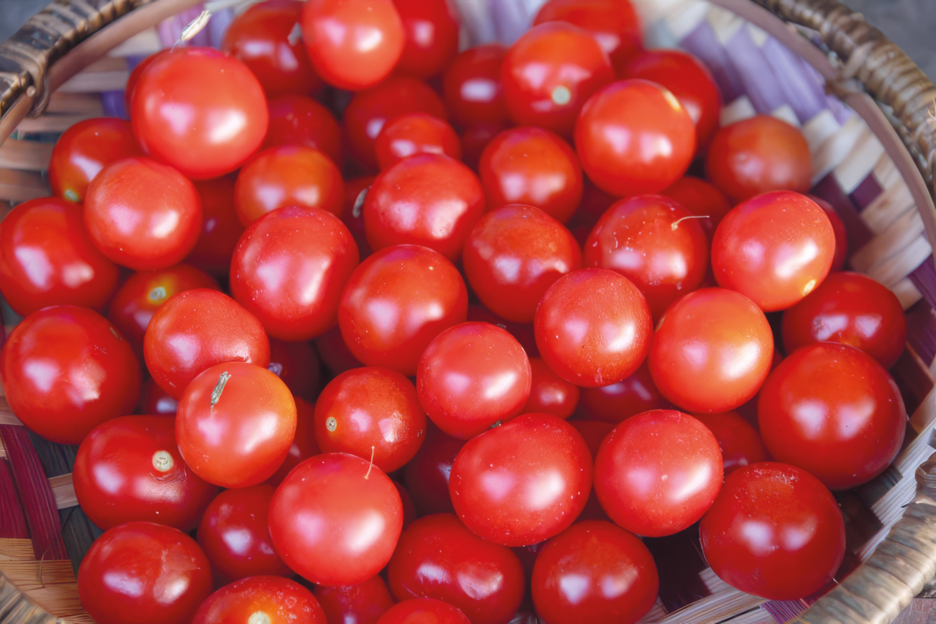 Balkontomate Bajaja