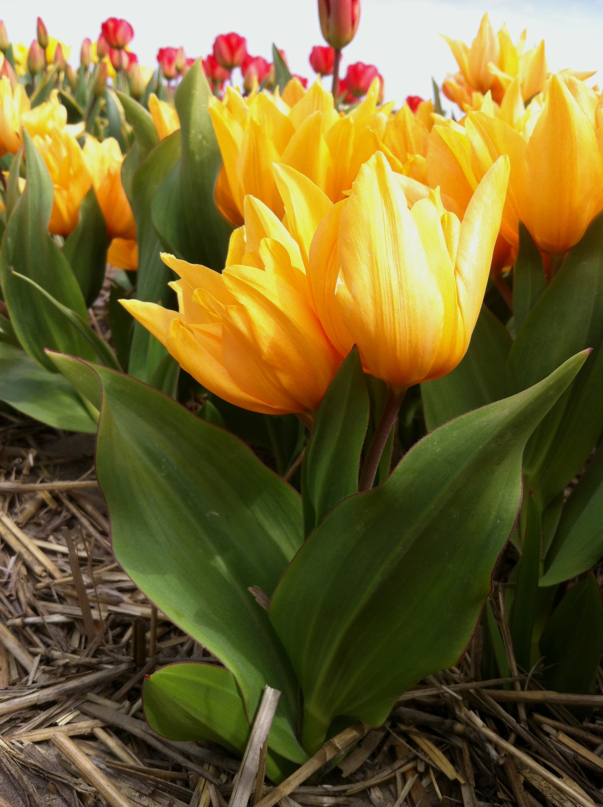 Nahaufnahme von leuchtend gelben Tulpen mit grünen Blättern im Blumenbeet