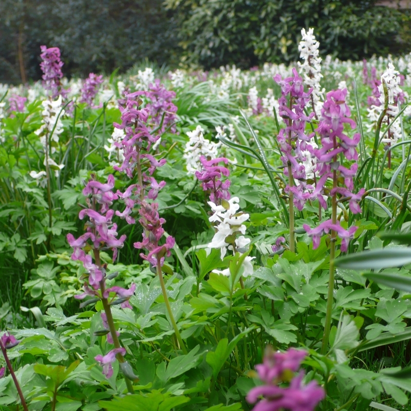 Nahaufnahme von rosa und weißen Lerchenspornblüten (Corydalis) in einem grünen Beet mit Tau auf den Blättern.