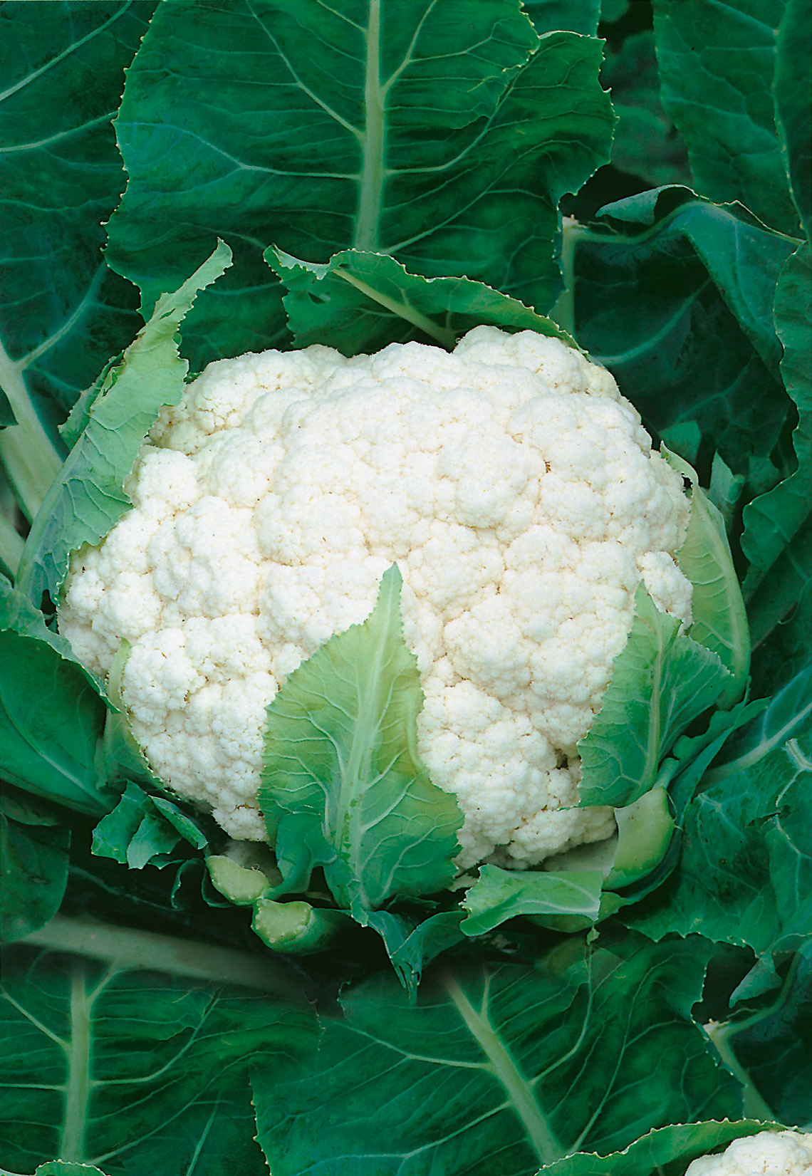 Nahaufnahme eines frischen weißen Blumenkohlkopfs, umgeben von großen grünen Blättern