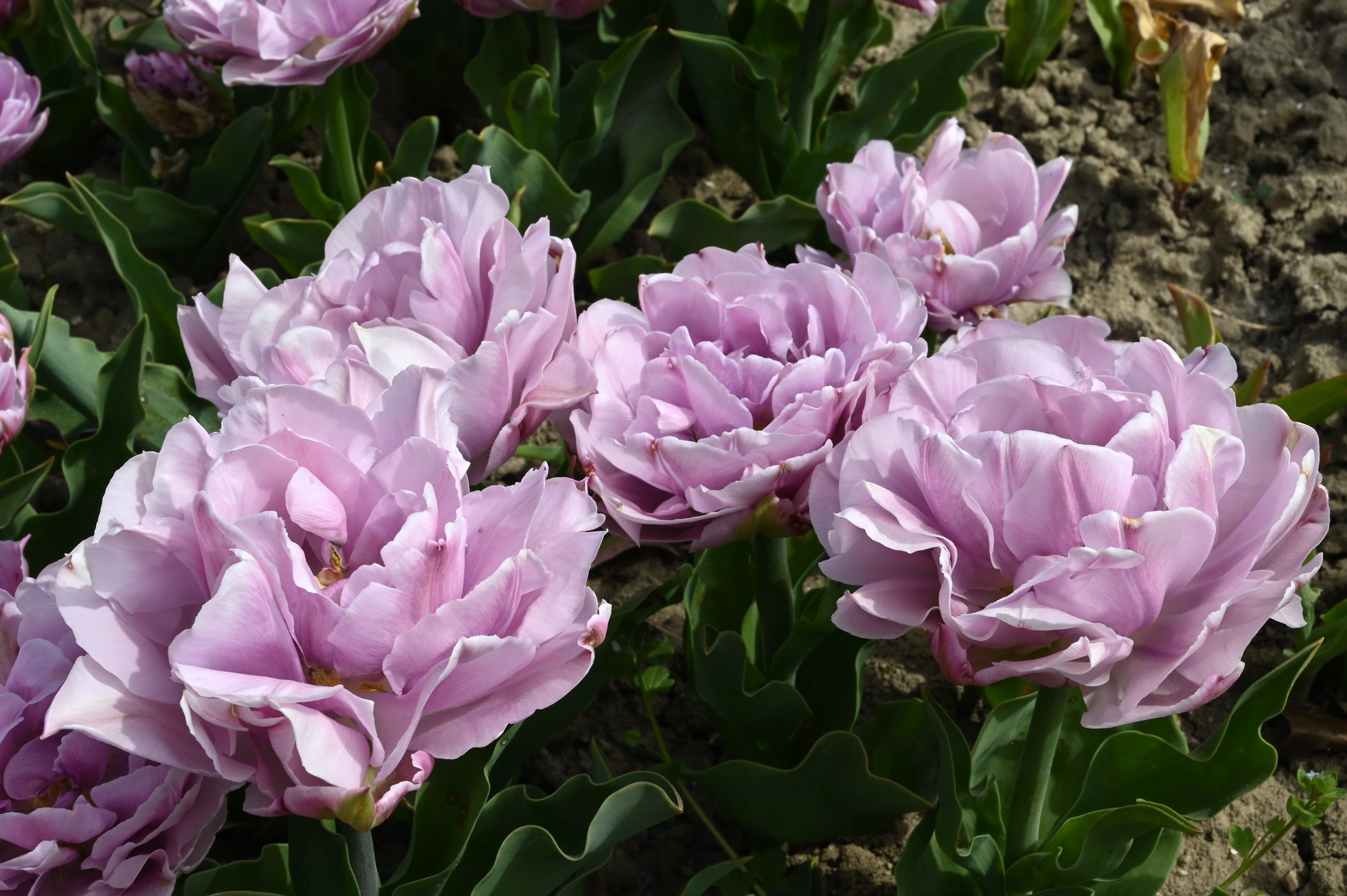 Gefüllte späte Tulpe Katinka mit dicht gefüllten, pfingstrosenartigen Blüten in zartem Lilac-Rosa bis Silberlila, ideal für Beete, Töpfe und Kübel.