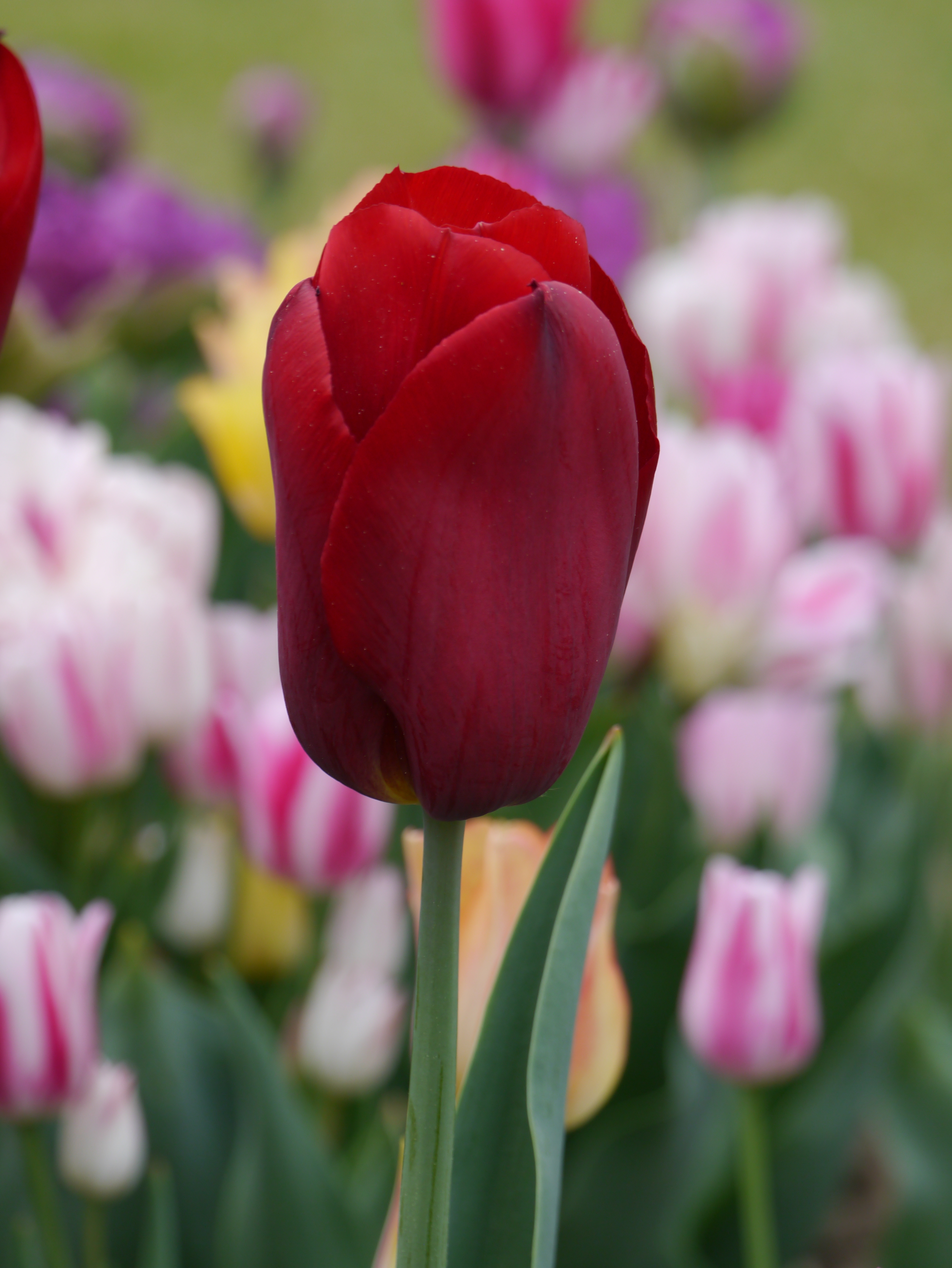 Nahaufnahme einer dunkelroten Tulpe mit geschlossenem Kelch; im unscharfen Hintergrund sind rosa, gelbe und weiße Tulpen zu sehen.