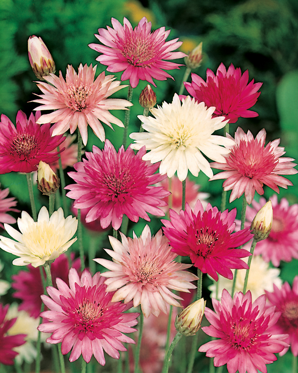 Nahaufnahme eines Kornblumen-Mixes mit gefüllten rosa und weißen Blüten und Knospen vor grünem Hintergrund
