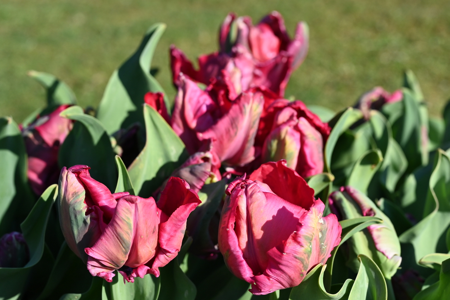 Nahaufnahme von rosa bis pinken Papageientulpen mit gewellten Blütenblättern und grünen Blättern im Sonnenlicht, unscharfer Gartenhintergrund