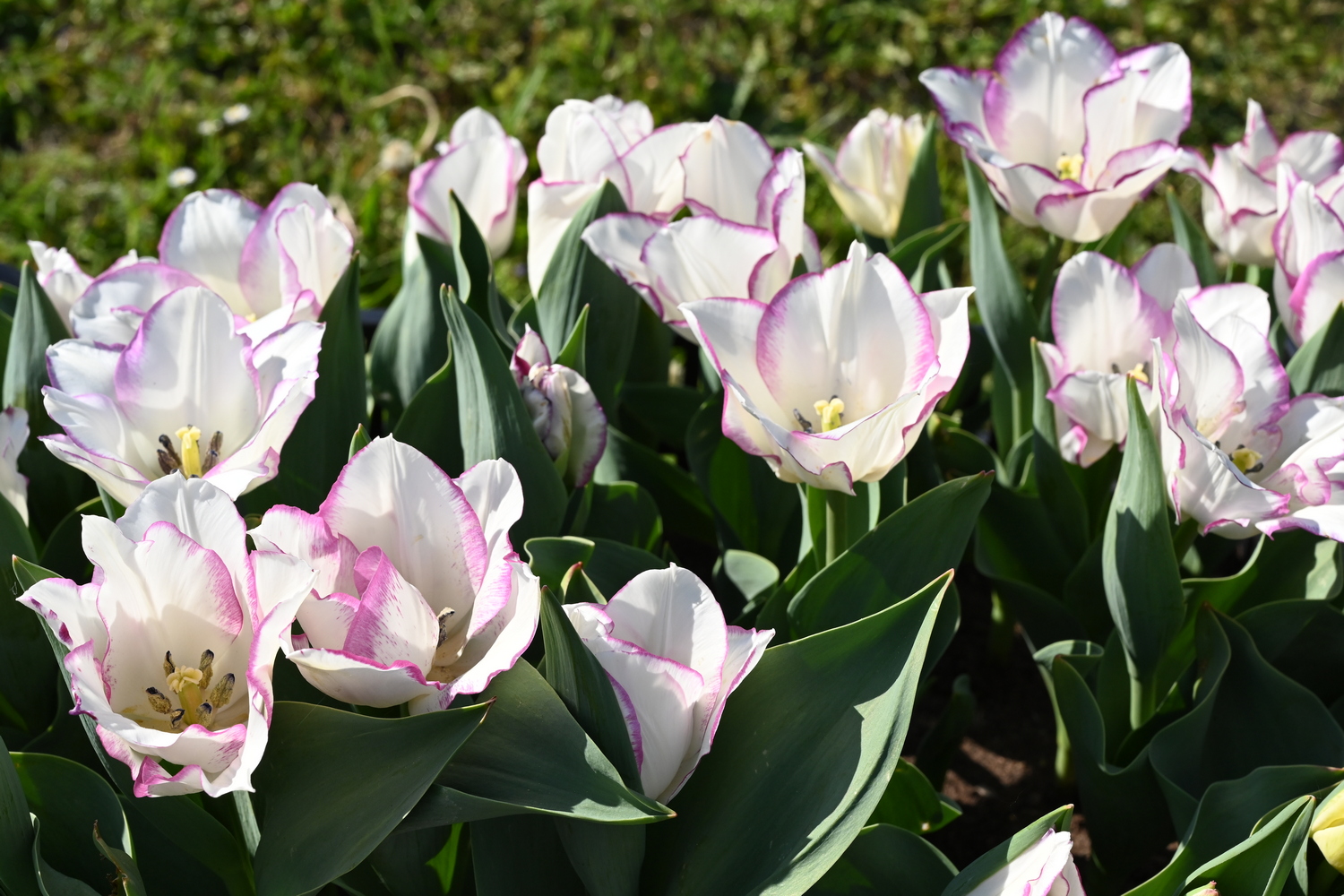 Nahaufnahme weißer Tulpen mit zarten rosa Blütenrändern im sonnigen Beet, grüne Blätter im Hintergrund