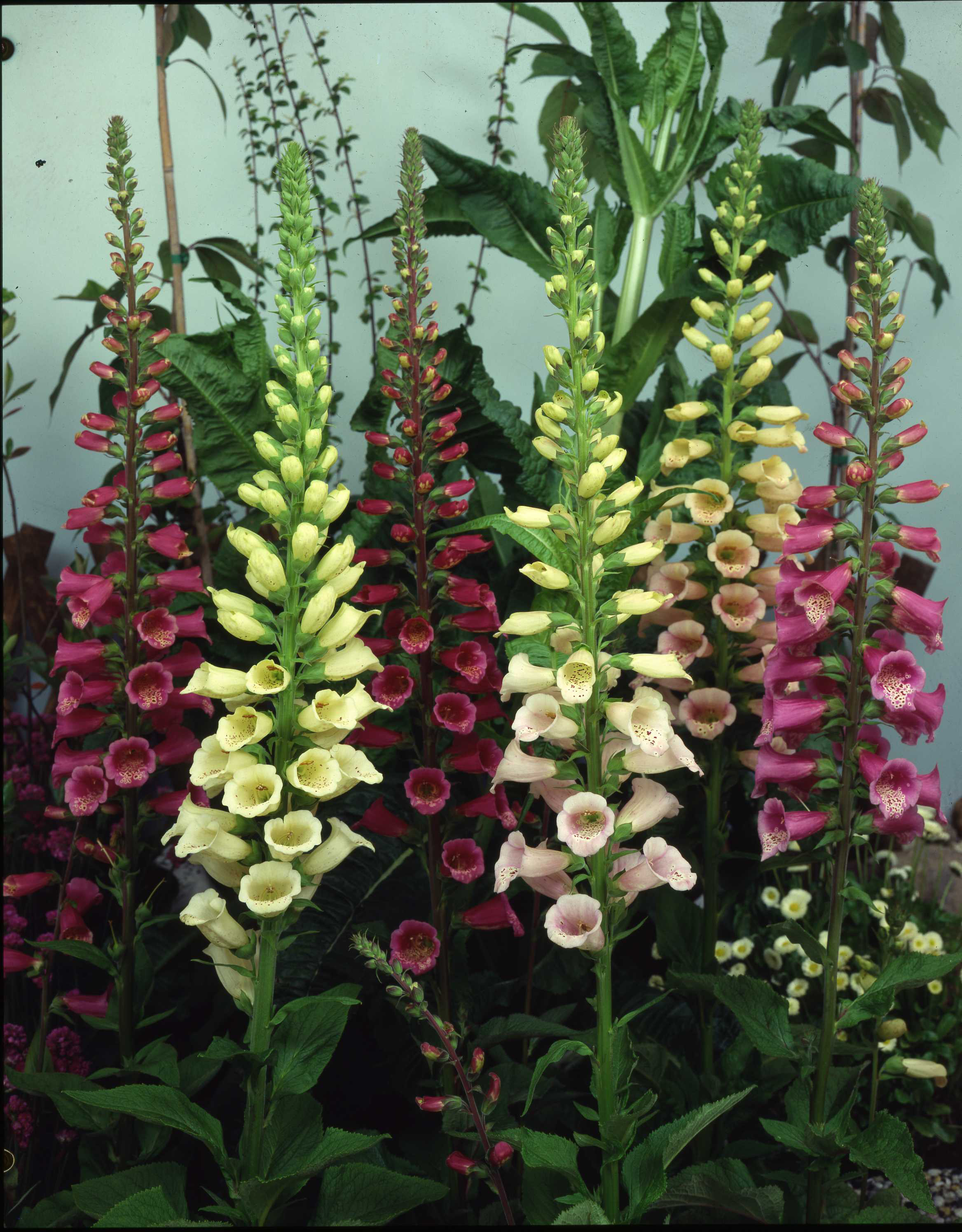 Mehrere hohe Fingerhut-Blüten (Digitalis) in Gelb, Rosa und Purpur vor dunkelgrünem Laub, dekorative Gartenstaude