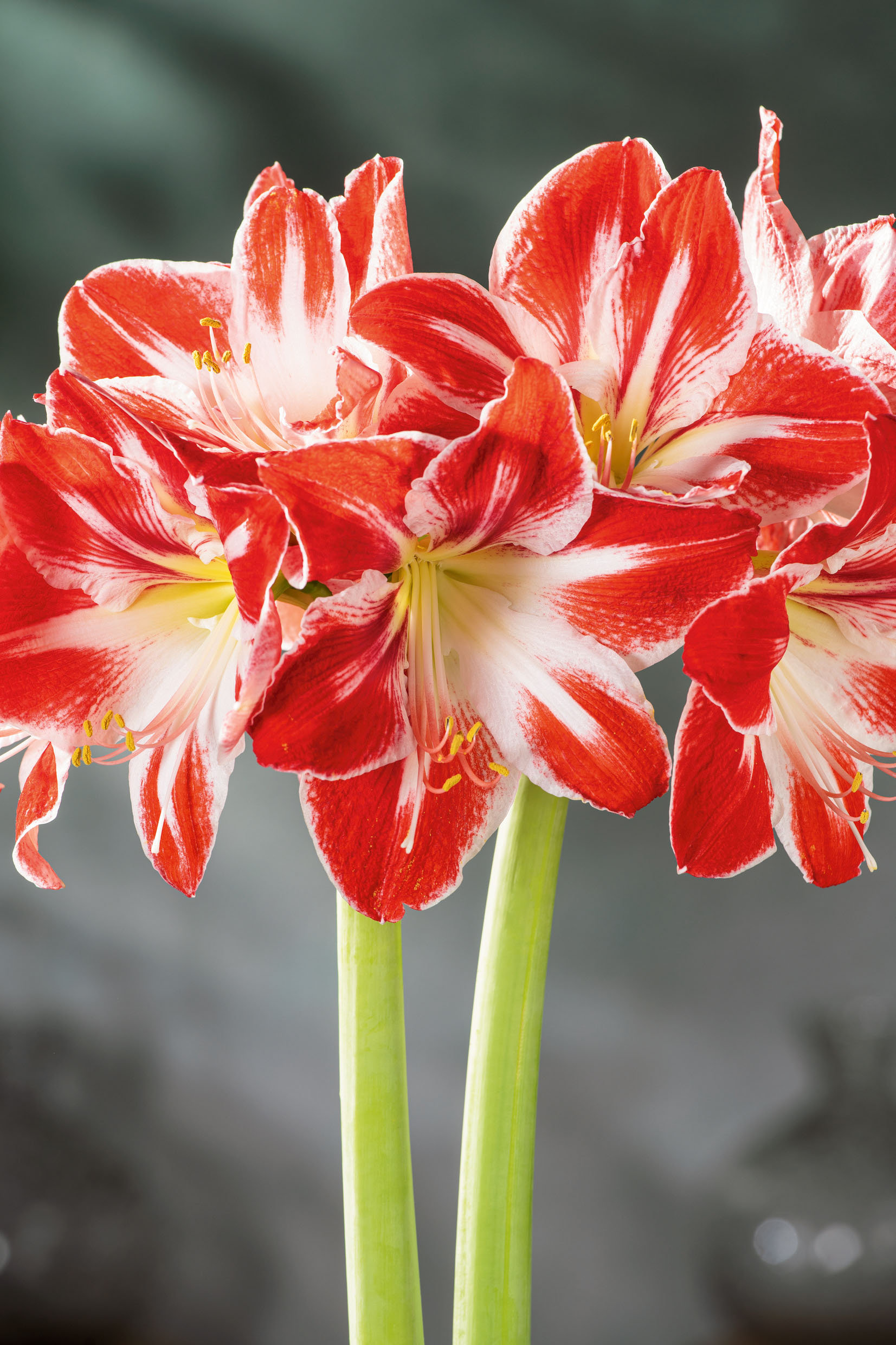 60004683_PL_A5F_01_Spartacus_RGB Nahaufnahme einer rot-weißen Amaryllis (Hippeastrum) mit mehreren großen Blüten und gelben Staubgefäßen auf zwei grünen Stängeln vor unscharfem, neutralem Hintergrund