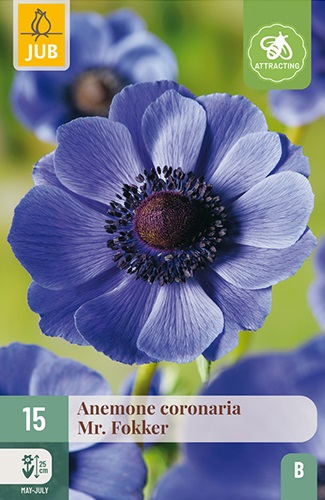 Anemonen coronaria Mr. Fokker