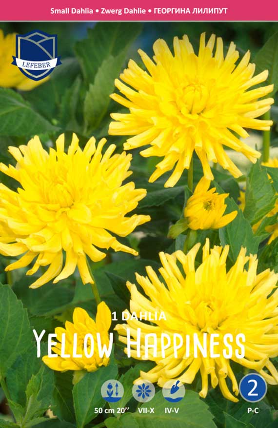Beet-Dahlie Yellow Happiness