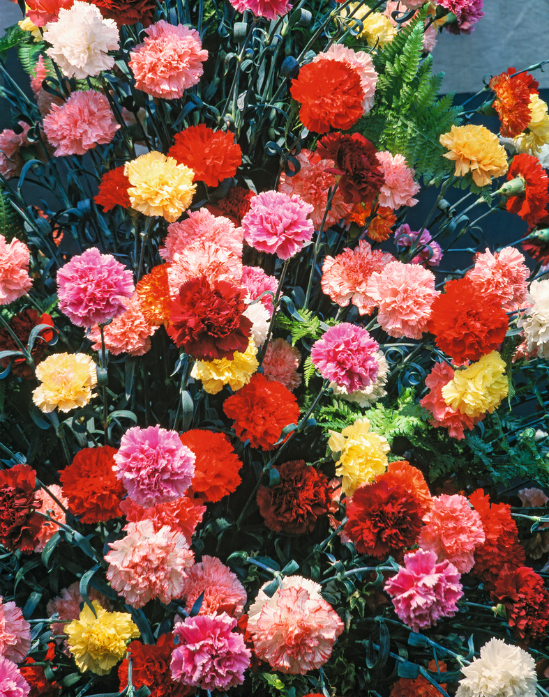 603_Gartennelken_Triumph_Mix Nahaufnahme eines dicht gebundenen Straußes bunter Nelken (rot, rosa, gelb, weiß) mit grünen Stielen und Farnblättern, kräftige Farben und voluminöse Blütenköpfe