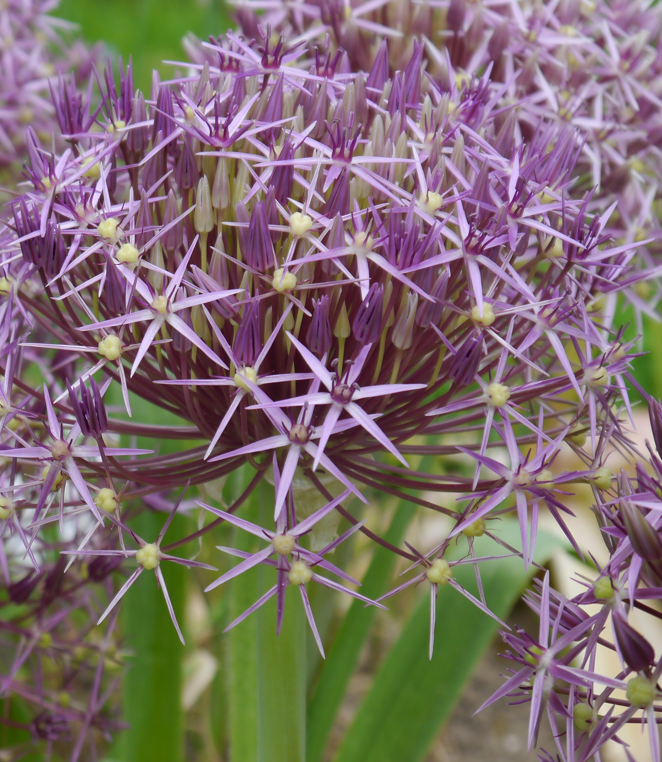 Nahaufnahme einer lila Zierlauchblüte (Allium) mit zahlreichen sternförmigen Einzelblüten im kugelförmigen Blütenstand