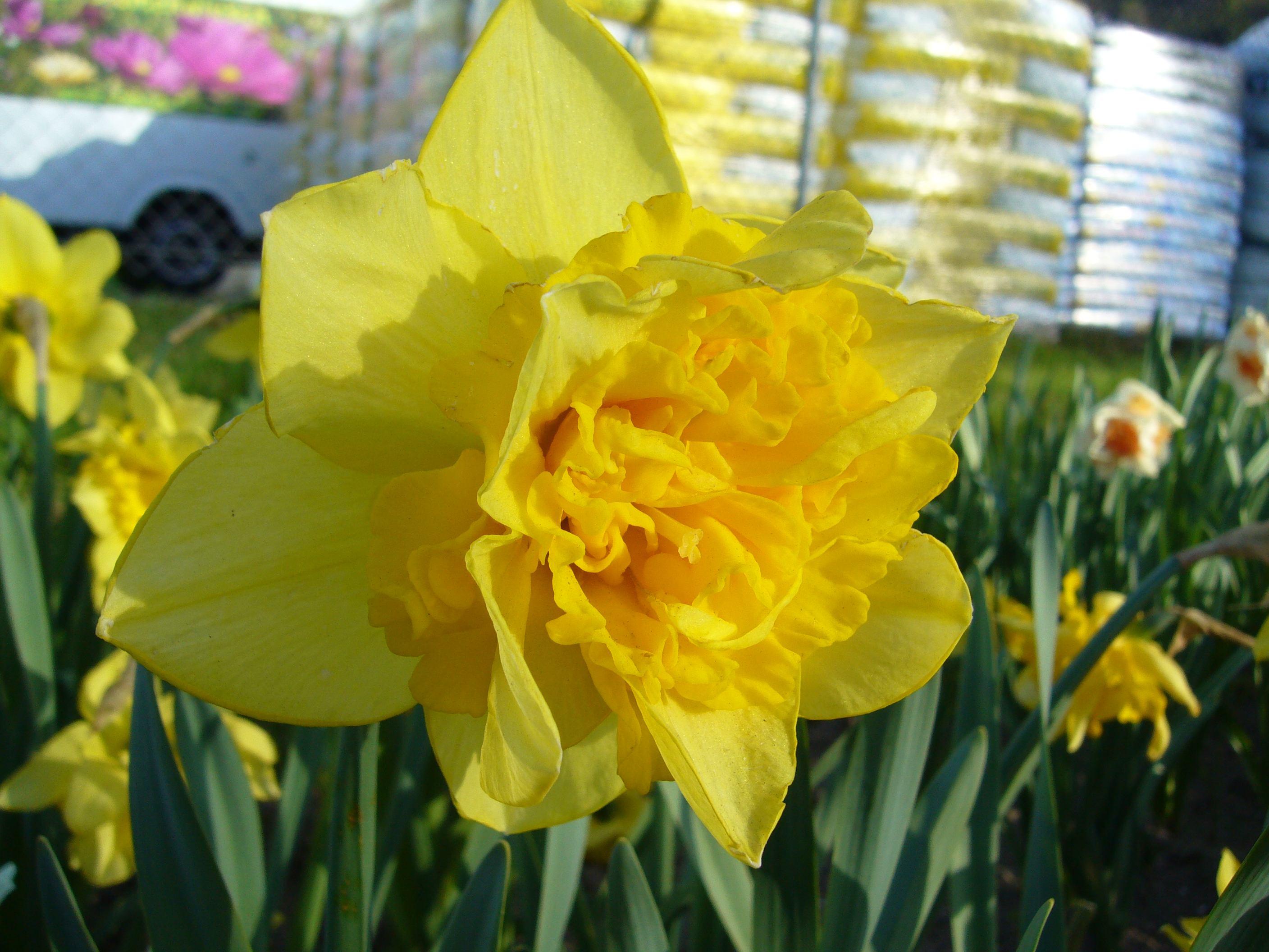 Nahaufnahme einer gefüllten gelben Narzisse (doppelblütige Osterglocke) im Beet mit grünen Blättern und unscharfen Blumen im Hintergrund