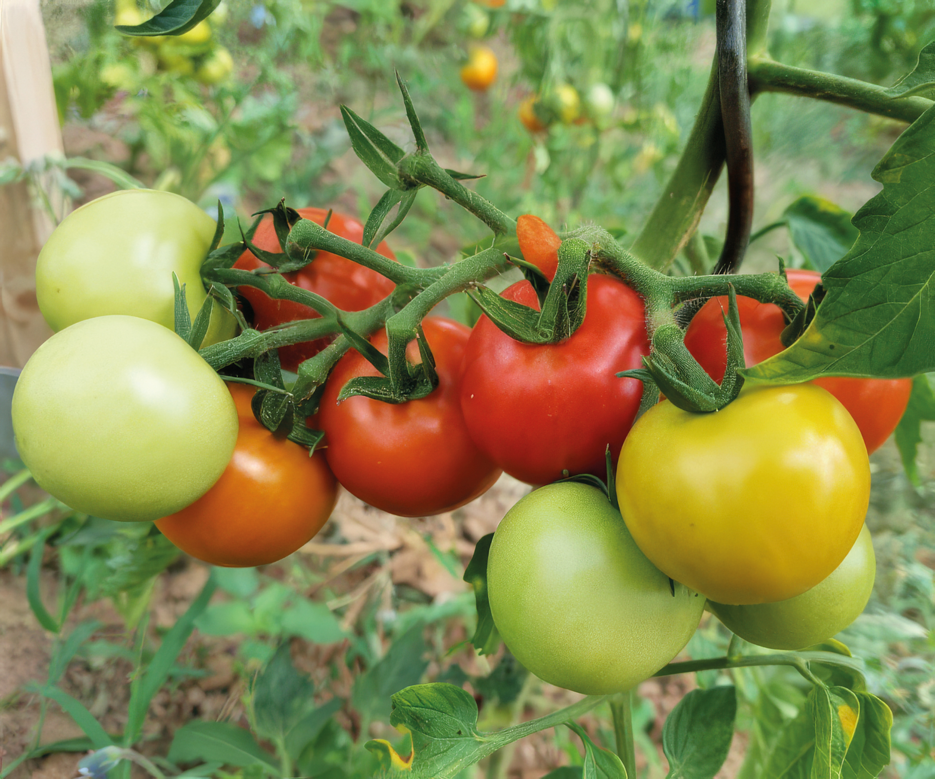 Salattomate Dominator