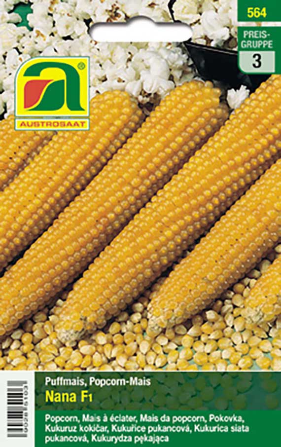 Saatgut Popcornmais Puffmais Nana F1 mit mehreren gelben Maiskolben und Popcorn im Hintergrund – vollreif ernten, nachtrocknen und die Körner für knackig weißes Popcorn rösten.