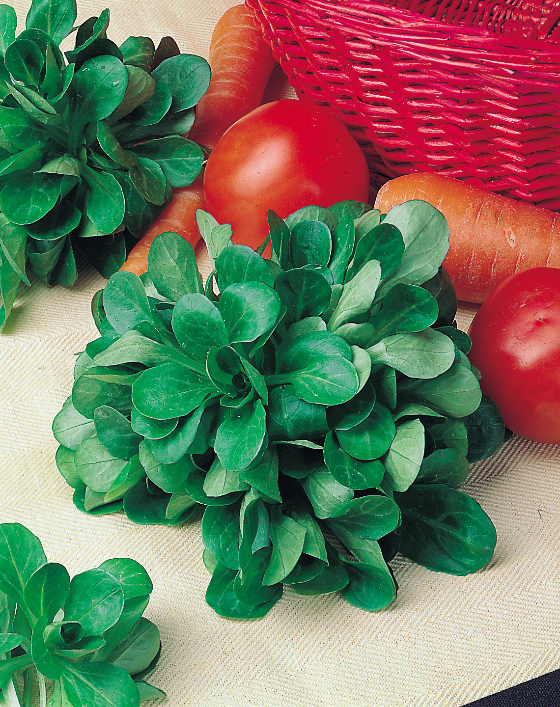 Frischer Bio Feldsalat Verte de Cambrai mit runden, glänzenden Blättern, dekorativ mit Tomaten und Karotten arrangiert – winterfeste, vitaminreiche Ackersalat-Sorte von Samen-Fetzer