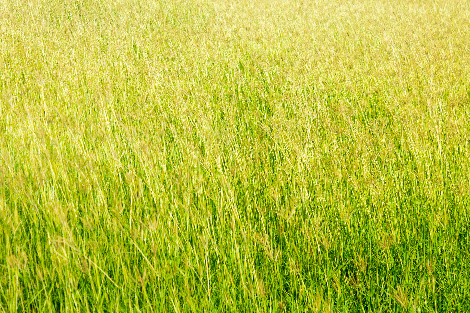 Dicht gewachsene grüne Dauerwiese als Bildmotiv für Grassamen Dauerwiesenmischung 110 DT, geeignet für frische bis trockene Standorte und einen ausdauernden Pflanzenbestand bei Trockenheit.