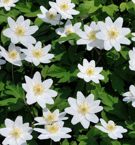 Weiß blühende Buschwindröschen (Anemone nemorosa) auf grünem Blätterteppich, Nahaufnahme