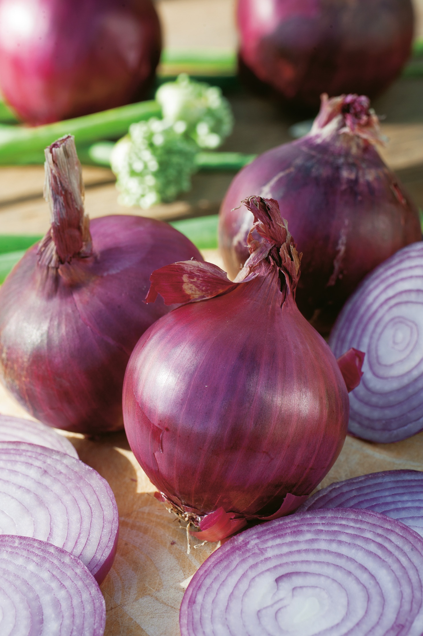 Zwiebelsamen Braunschweiger,dunkelblutrote
