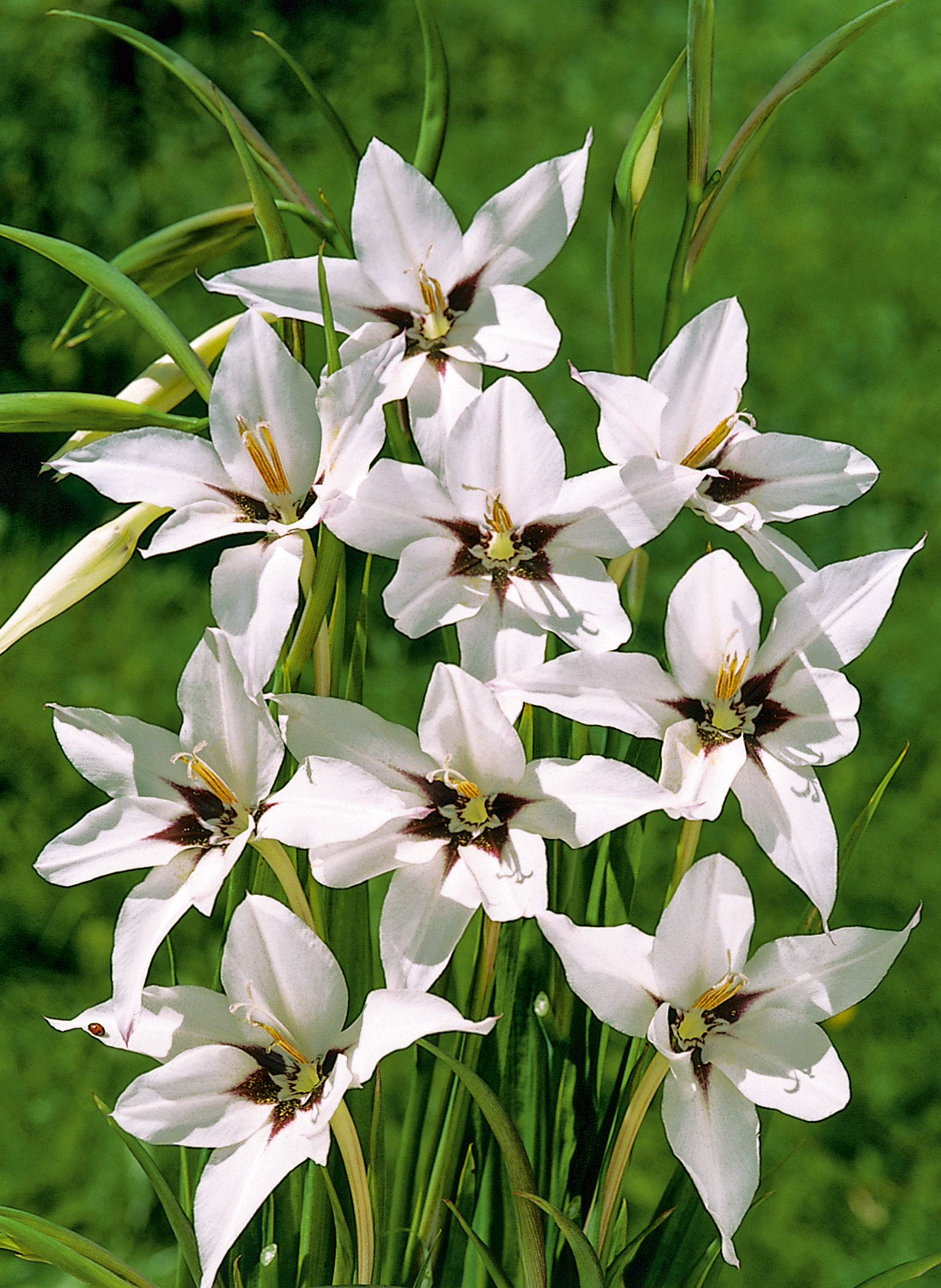 2884_Sterngladiole Weiße, sternförmige Blüten mit dunklem Zentrum und gelben Staubgefäßen vor grünem Hintergrund