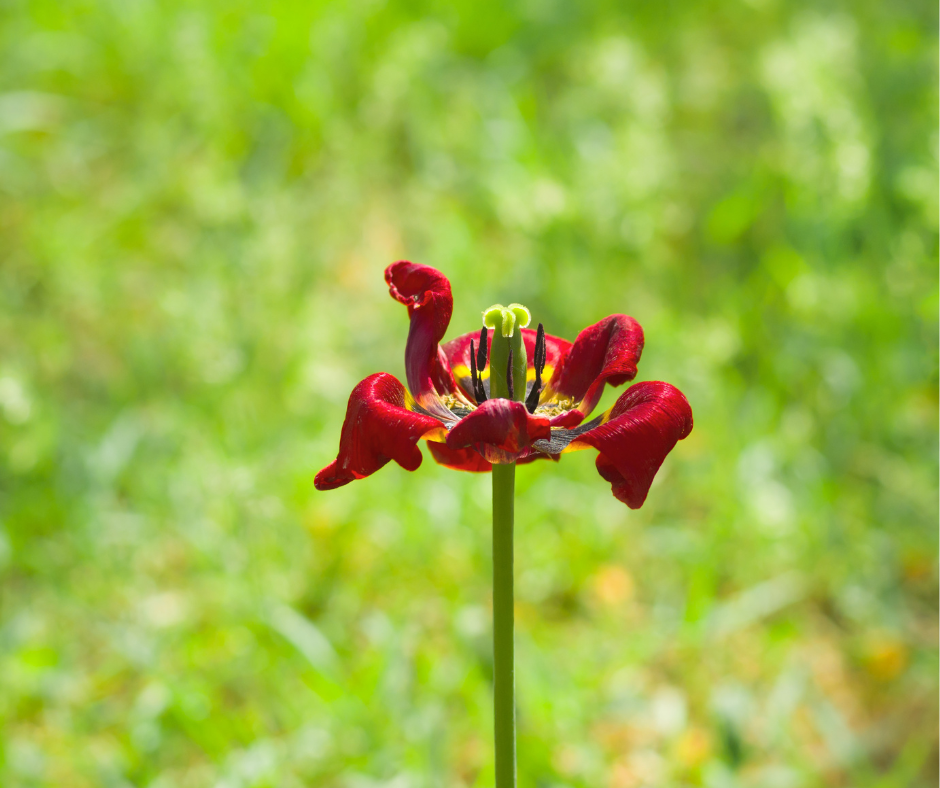 Detailaufnahme einer roten Blüte auf grünem Hintergrund