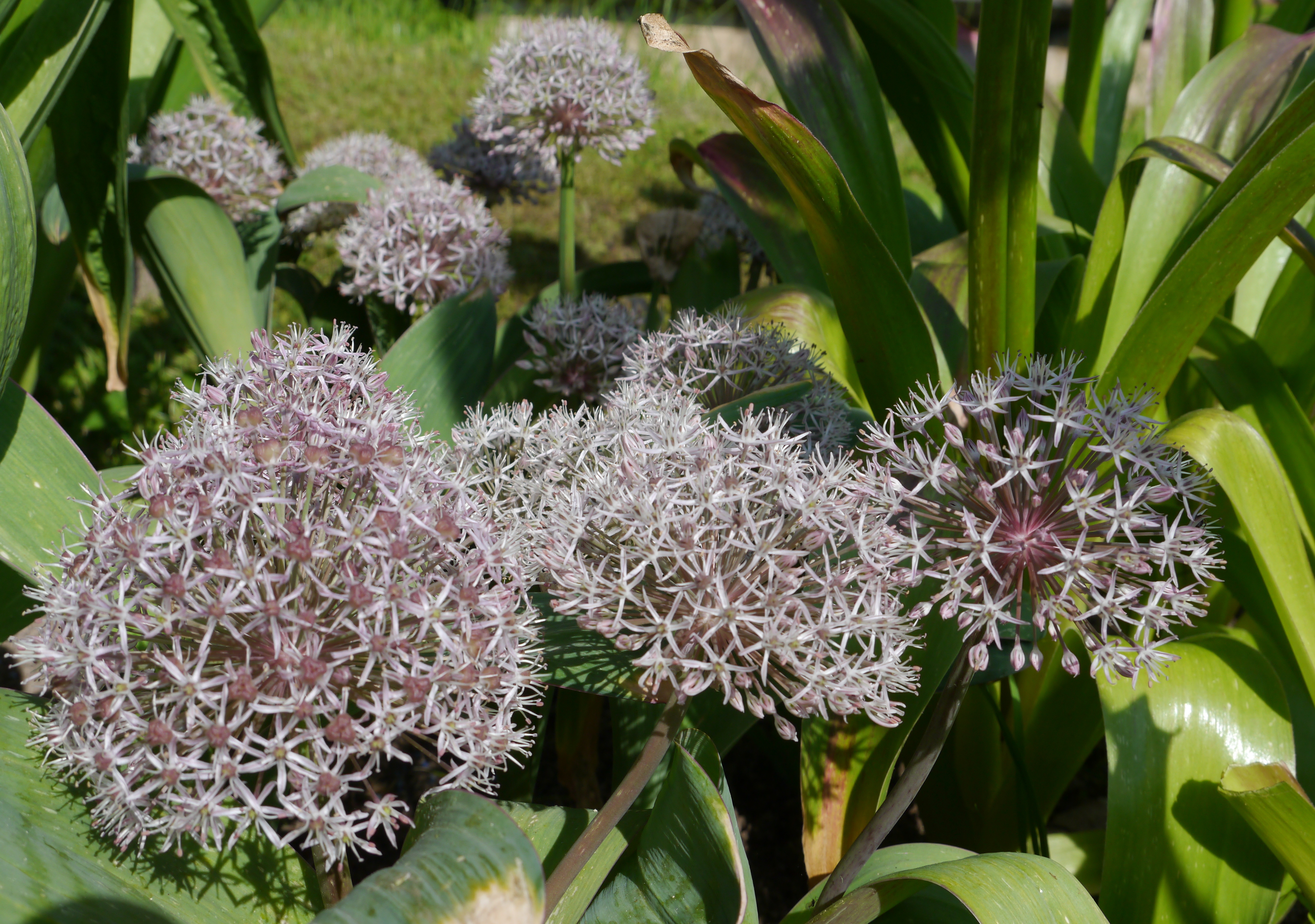 Nahaufnahme von Zierlauch (Allium) mit mehreren kugelförmigen, hellvioletten bis weißen Blütenbällen und glänzenden, breiten grünen Blättern im Garten