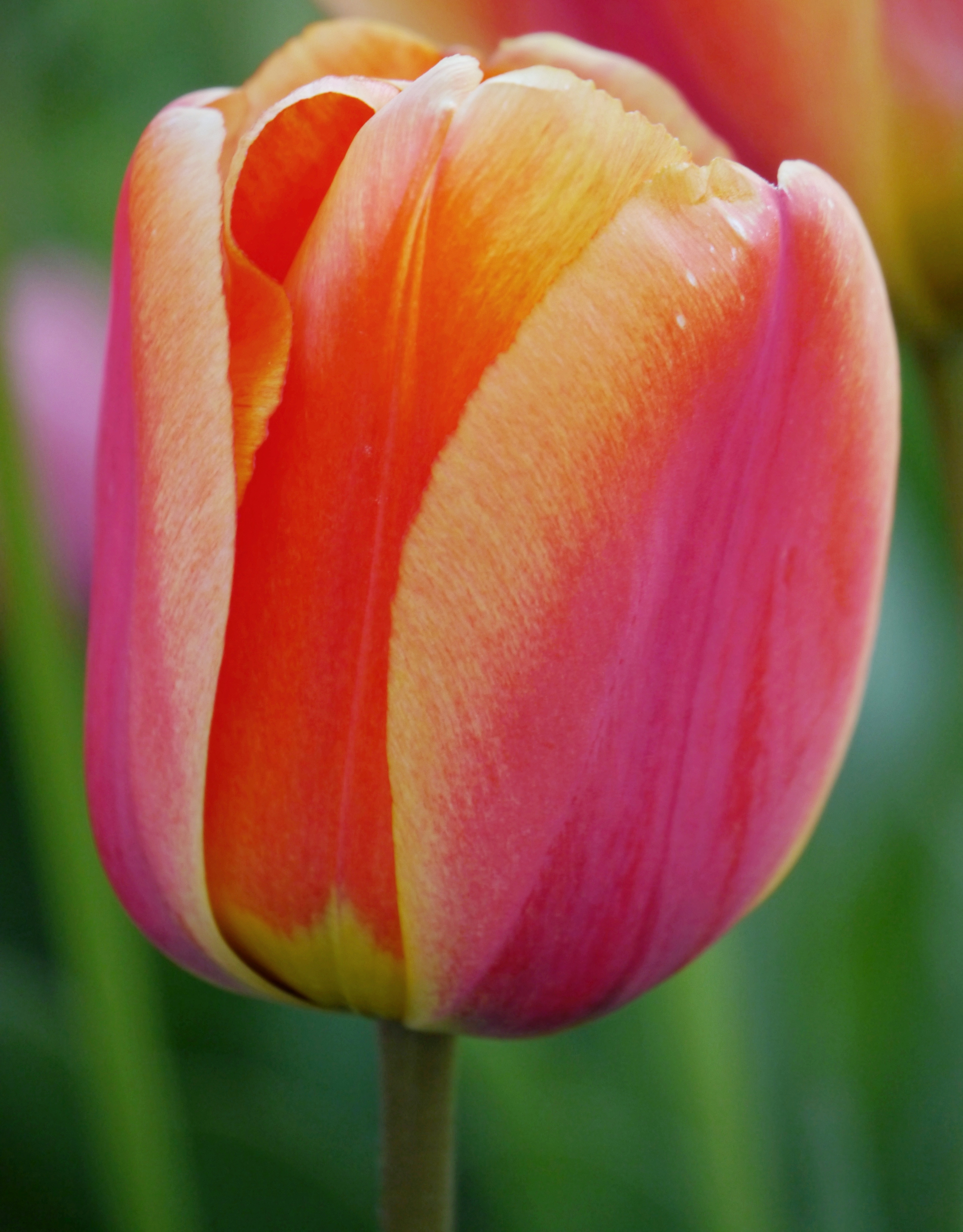 Nahaufnahme einer rosa-orangefarbenen Tulpe mit gelben Akzenten vor unscharfem grünen Hintergrund