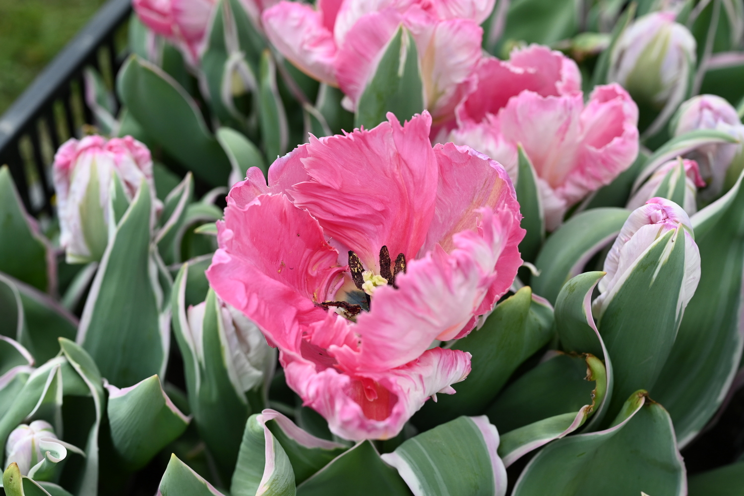 Nahaufnahme einer rosa gefransten Tulpe mit weißen Randstreifen und grünen Blättern