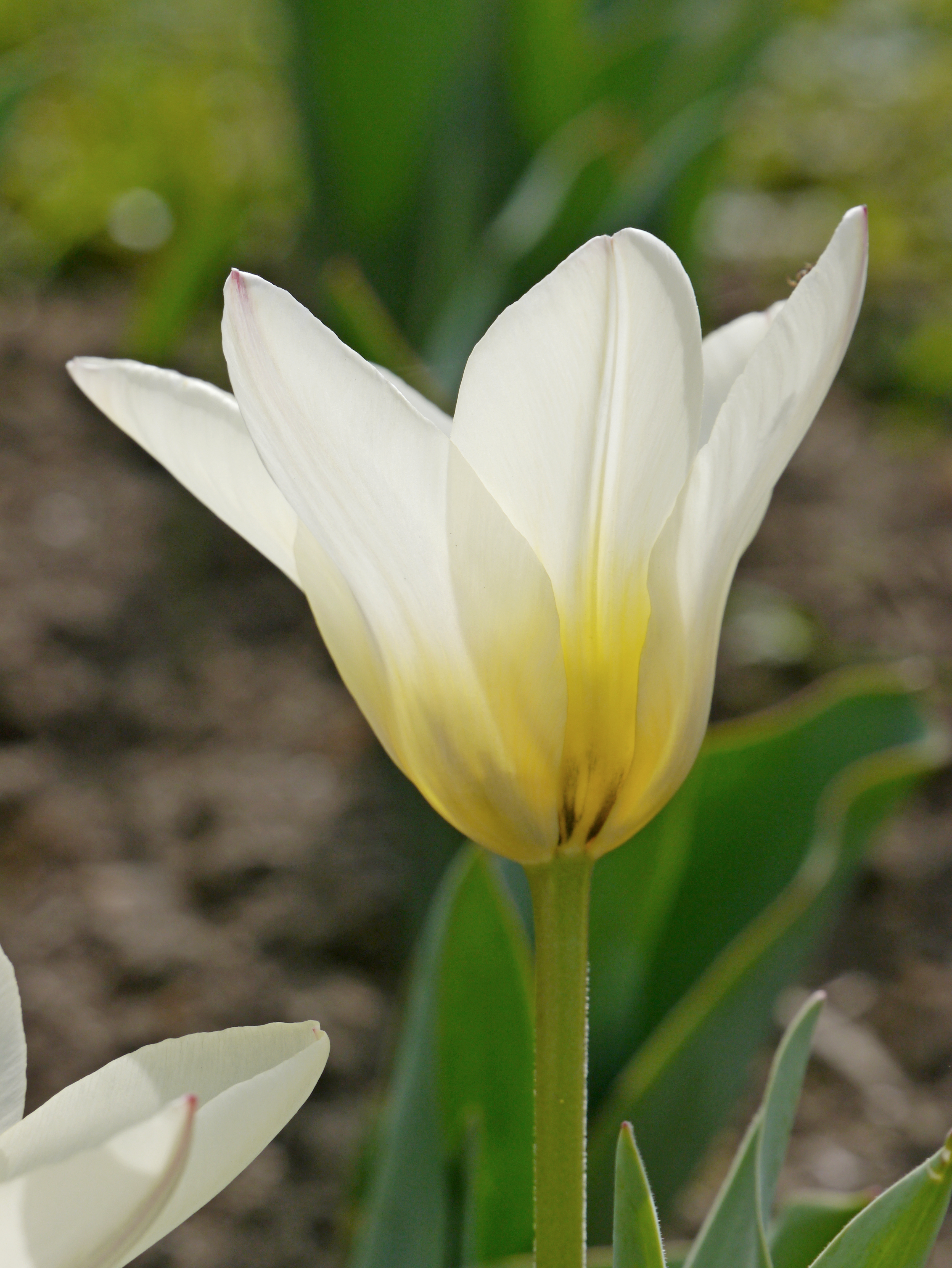 Nahaufnahme einer weißen Tulpe mit gelbem Blütenboden und grünem Stängel vor unscharfem Gartenhintergrund