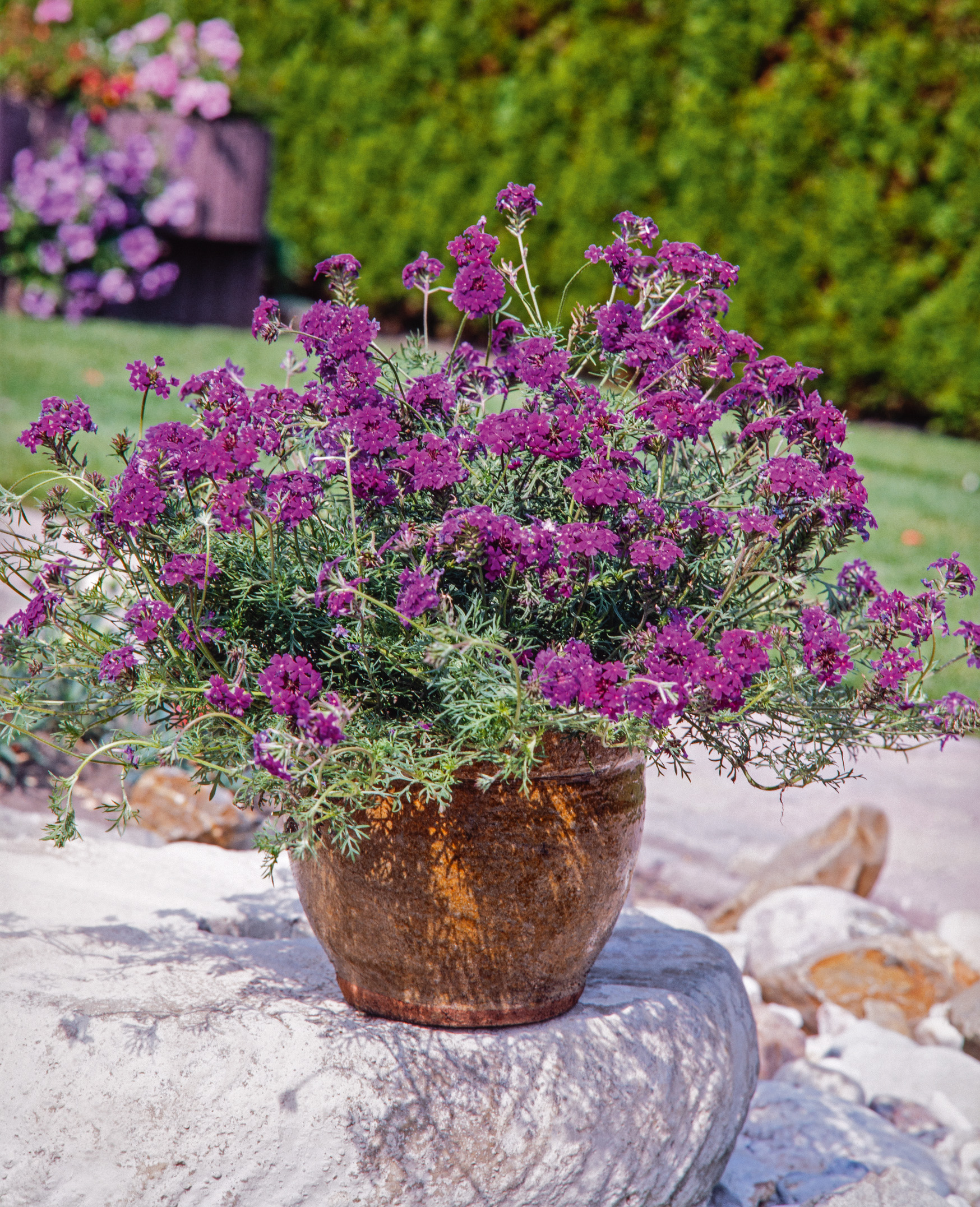 Verbenen Imagination