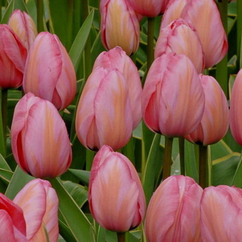 Darwin-Hybrid-Tulpen Design Impression