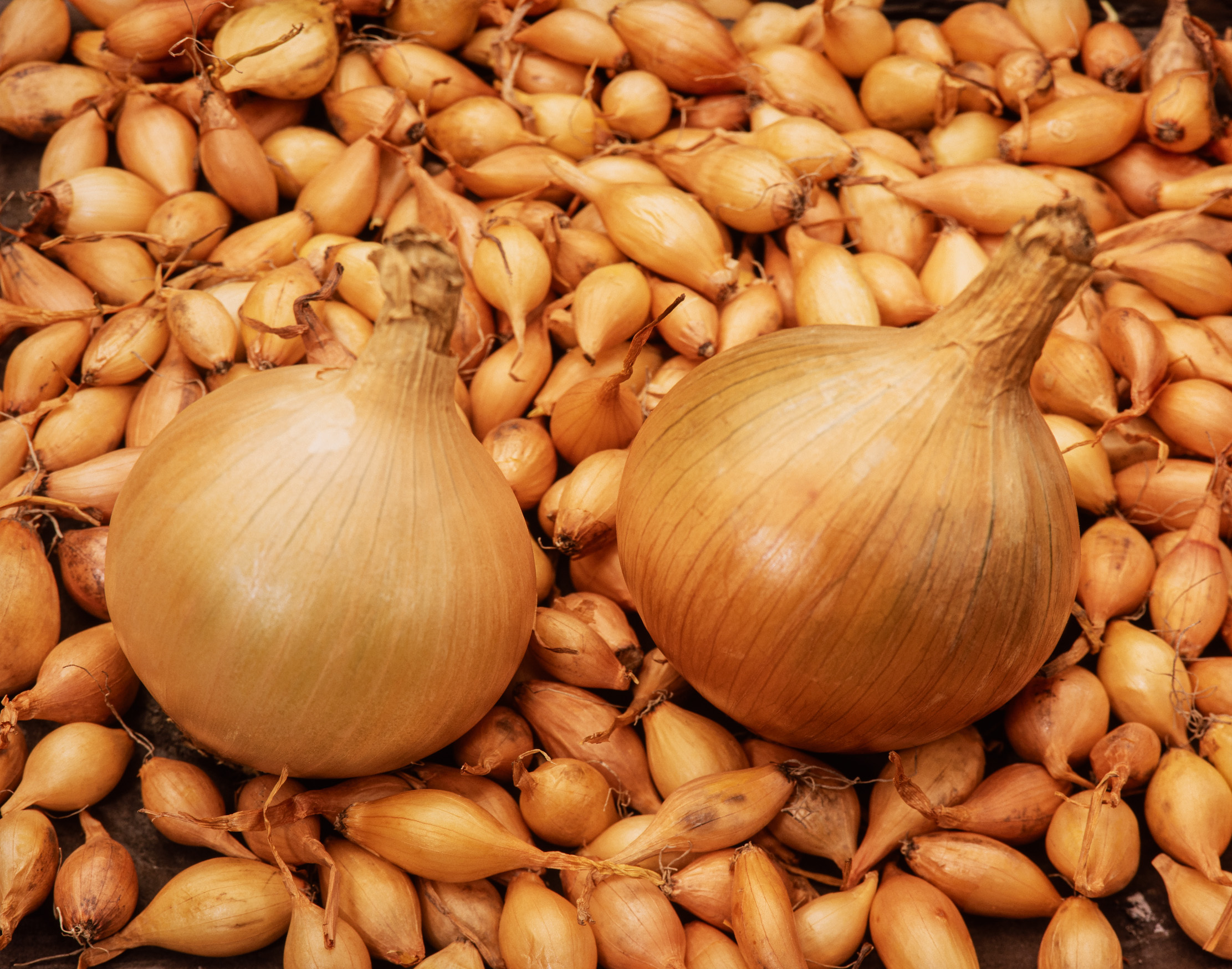 Steckzwiebeln Sturon