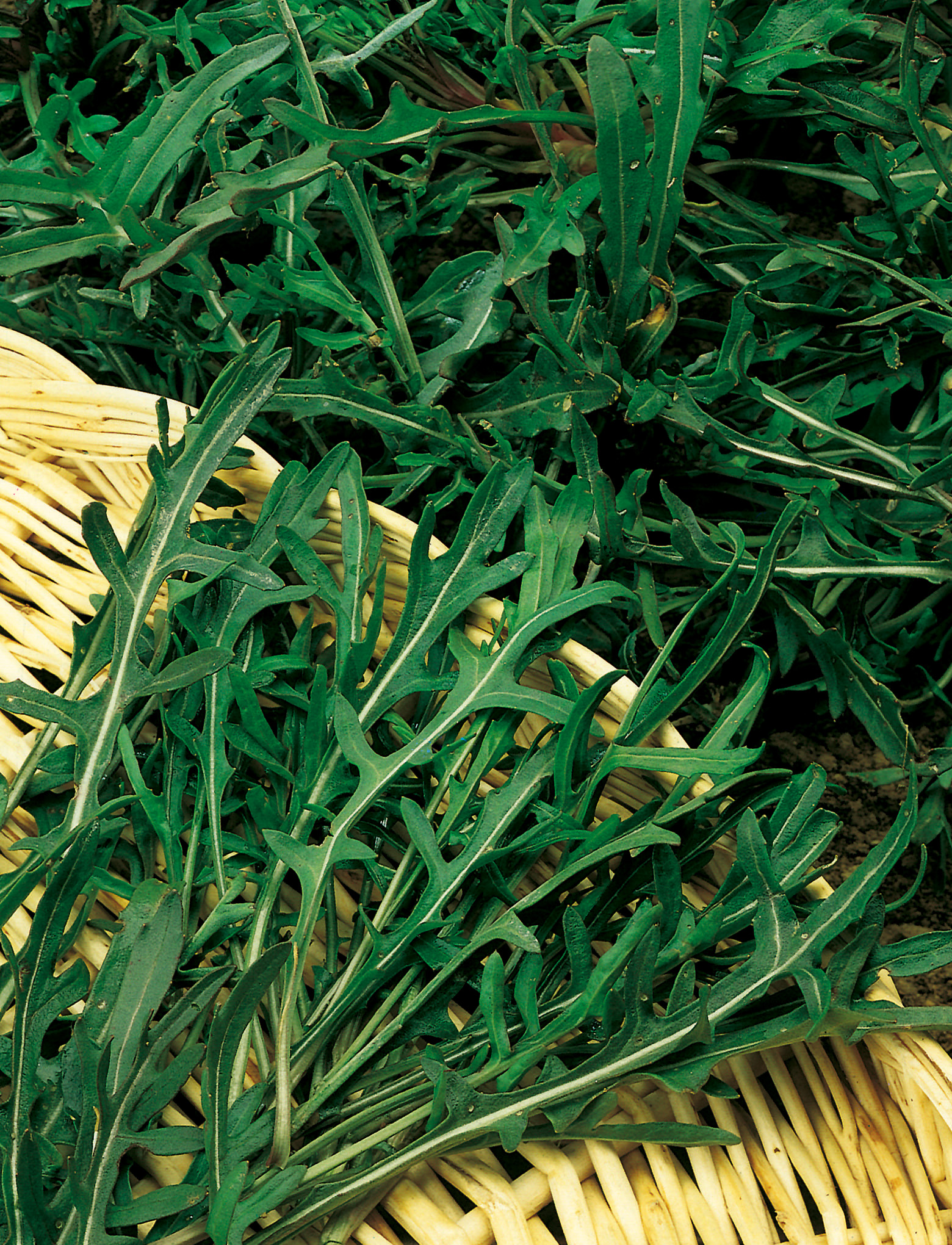 Frische Wildrauke mit gezackten, dunkelgrünen Blättern im Korb – schnellwachsende, vitaminreiche italienische Rauke von Samen-Fetzer mit pikant-nussigem Geschmack für Salate und wie Kresse.