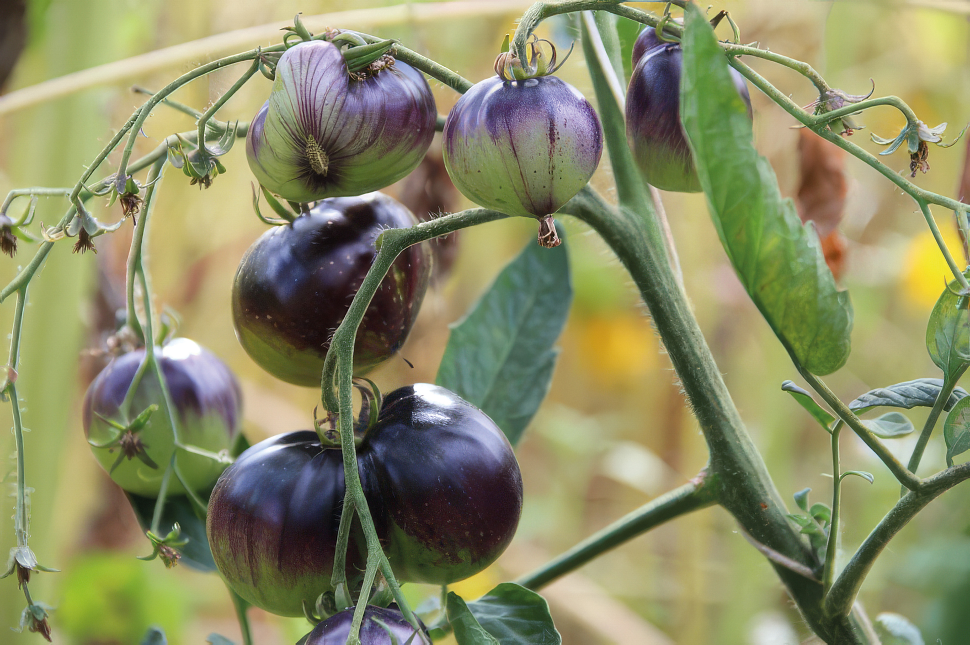 Fleischtomate Dark Galaxy