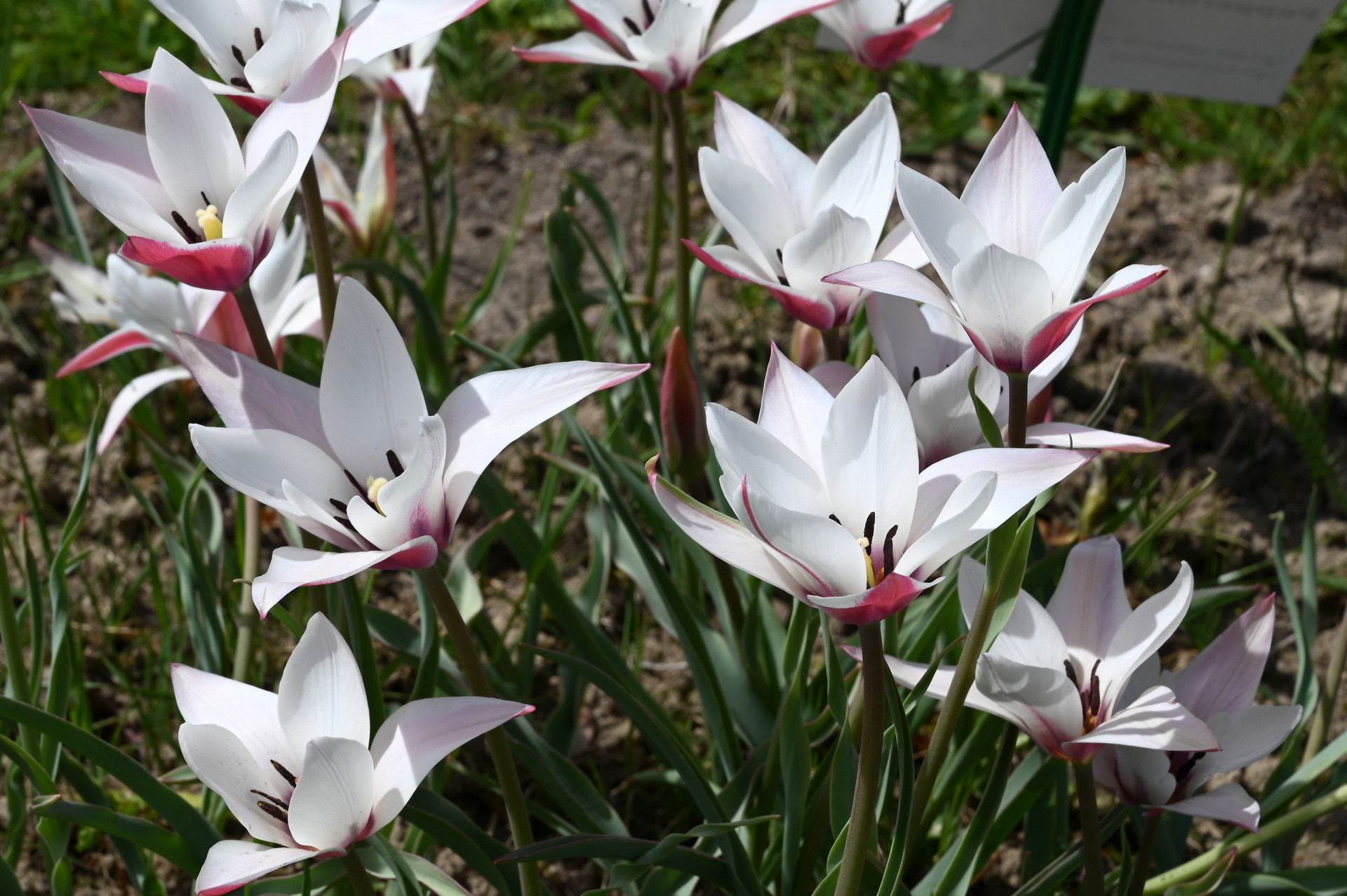 Tulipa clusiana Peppermint Stick