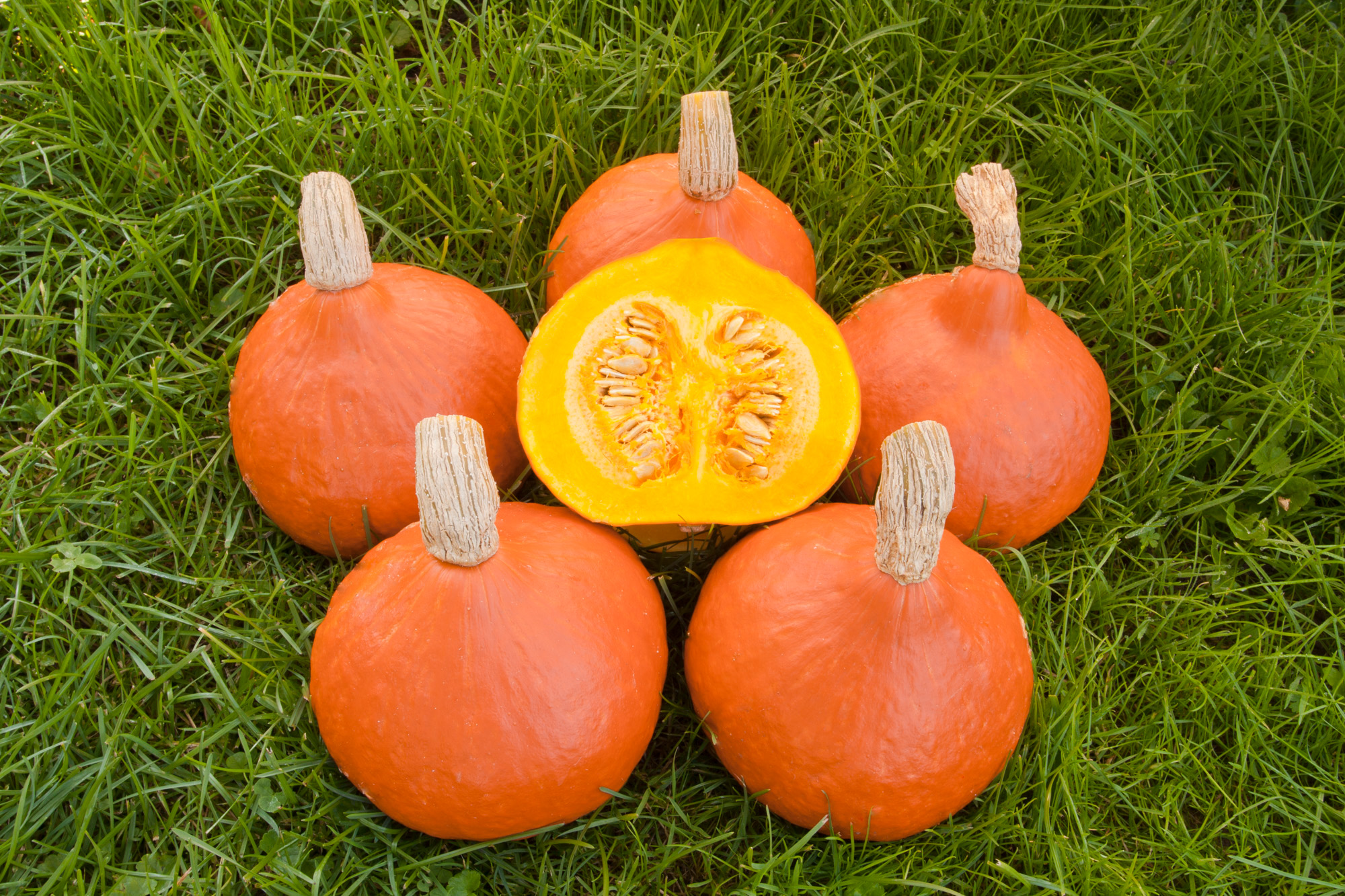 Fünf leuchtend orange Hokkaido-Kürbisse liegen auf grünem Gras, in der Mitte ein halbierter Kürbis mit sichtbarem gelb-orangefarbenem Fruchtfleisch und Samen