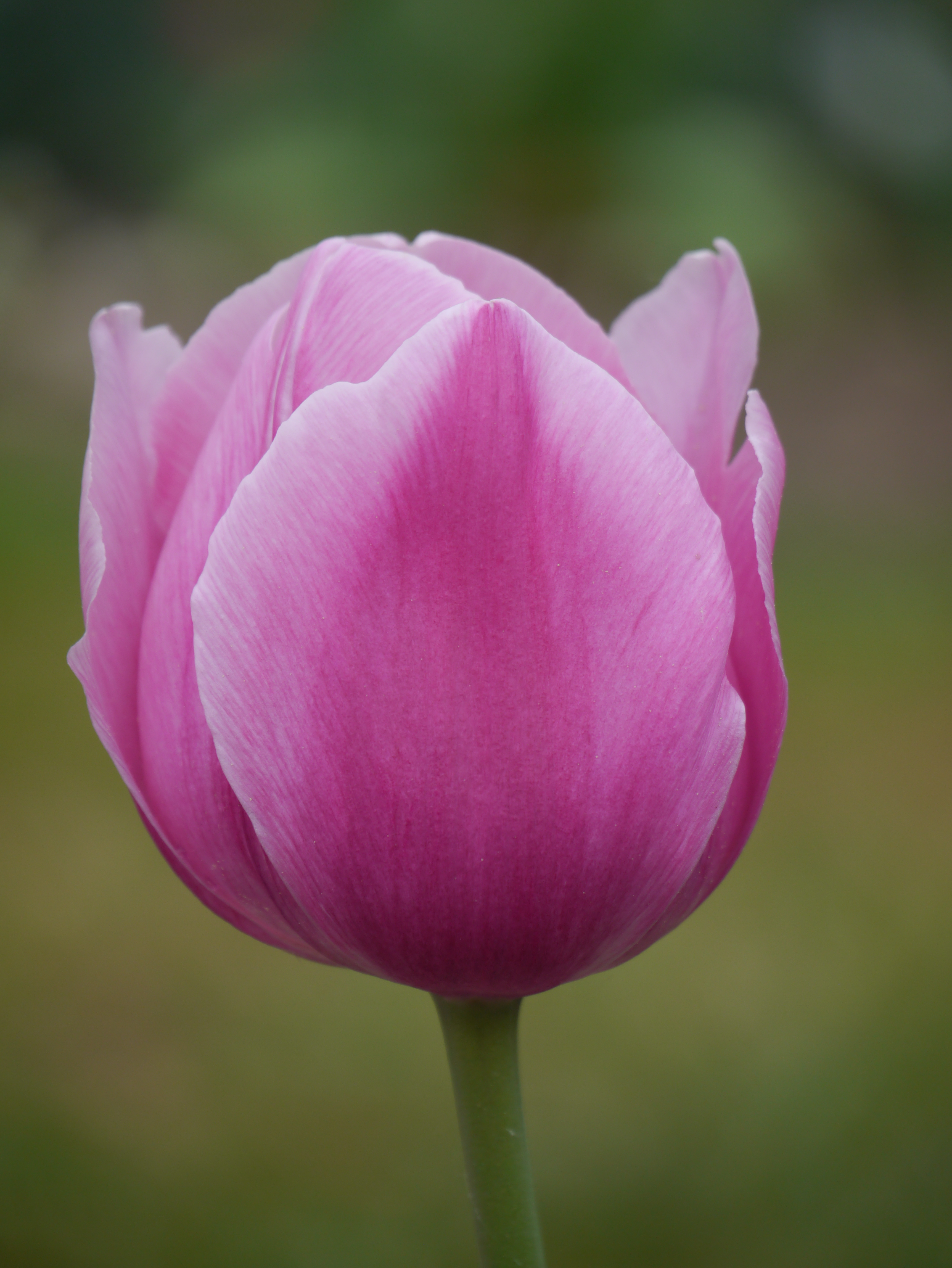 Einfache frühe Tulpen Aafke