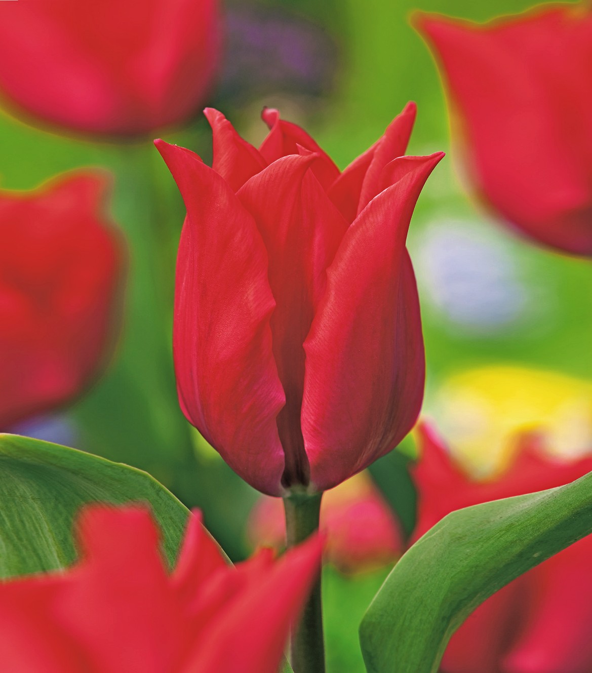 Nahaufnahme einer roten Tulpe mit geöffneten Blütenblättern vor unscharfem grünem Hintergrund und weiteren roten Tulpen
