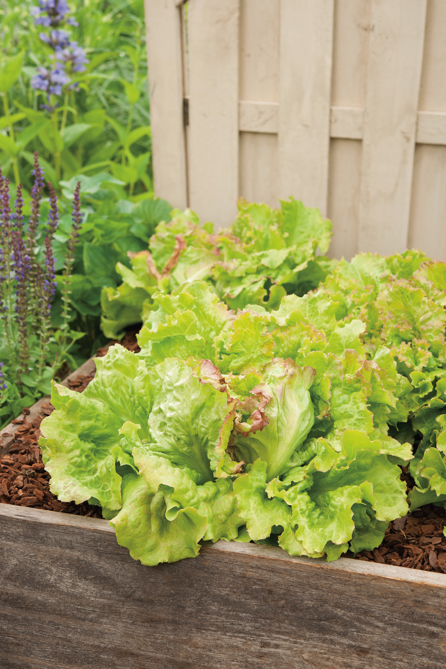 Nahaufnahme von frischem grünem Kopfsalat in einem Holz-Hochbeet mit Rindenmulch; im Hintergrund blühende Kräuter und ein hell gestrichener Lattenzaun