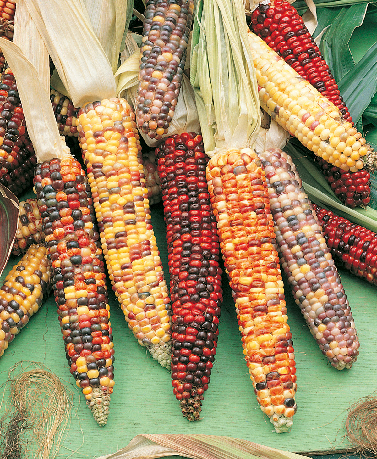 Mehrere bunte Ziermaiskolben (Indianermais) mit roten, gelben, orangefarbenen und violetten Körnern auf grünem Untergrund, mit sichtbaren Blättern und trockenen Fasern als Herbstdeko