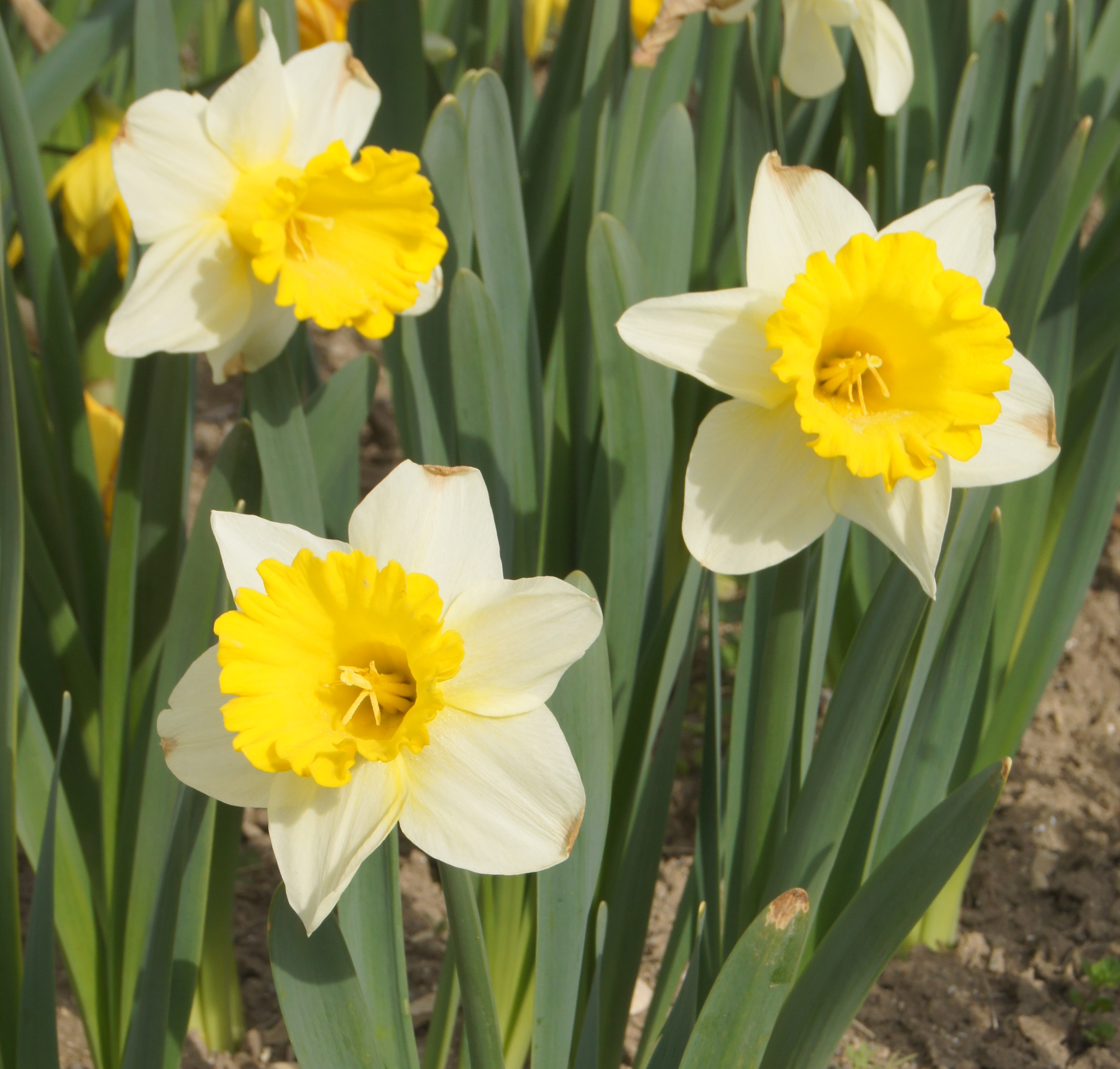 Nahaufnahme gelb-weißer Narzissen mit leuchtend gelber Trompete und weißen Blütenblättern zwischen grünen Laubblättern im Beet