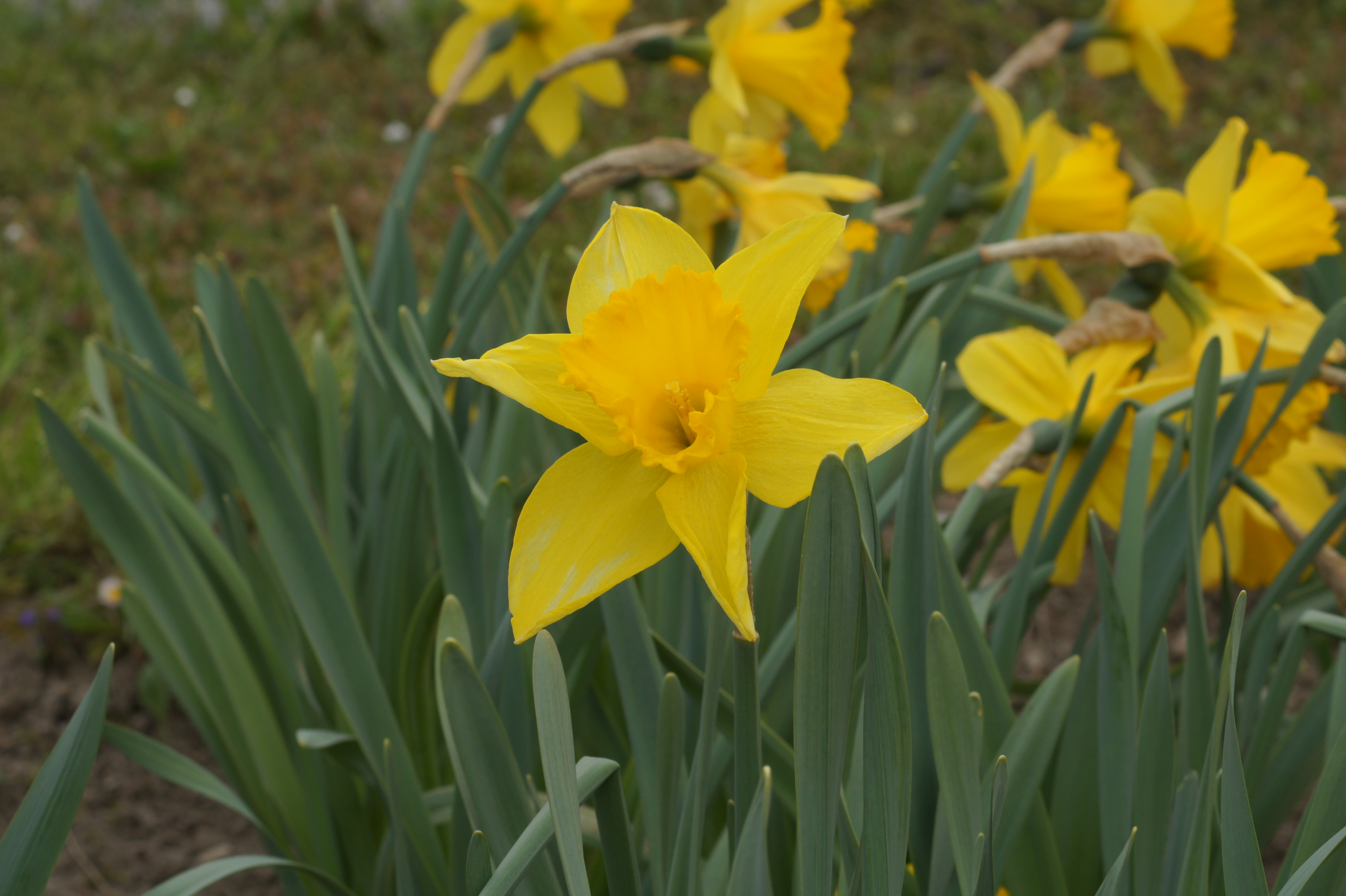 Nahaufnahme einer gelben Narzisse (Osterglocke) mit grünem Laub im Blumenbeet