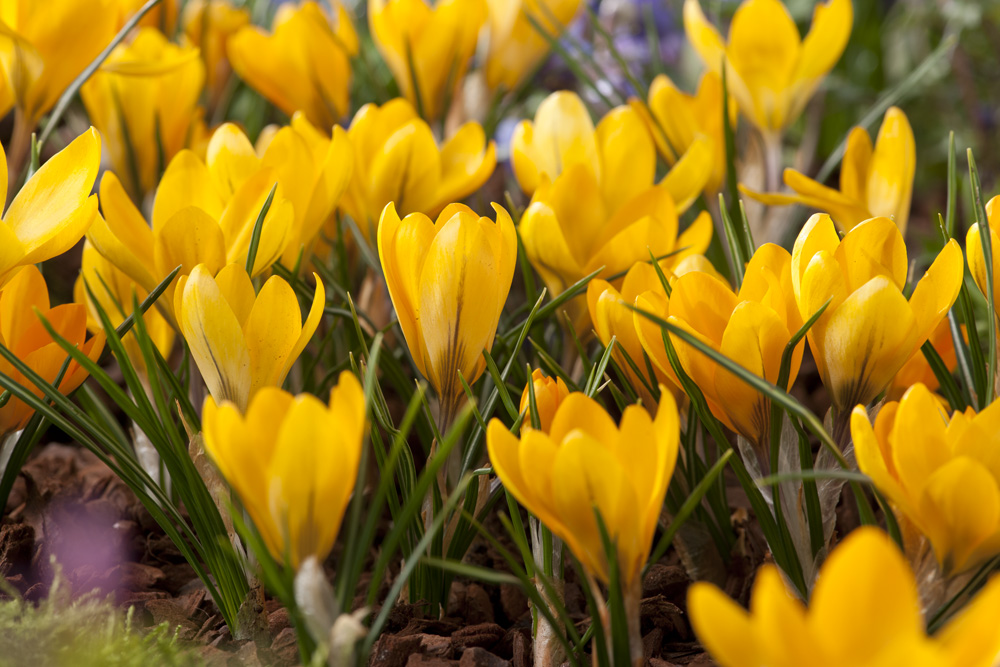 Nahaufnahme mehrerer gelber Krokusse in voller Blüte im Frühlingsbeet mit grünen schmalen Blättern