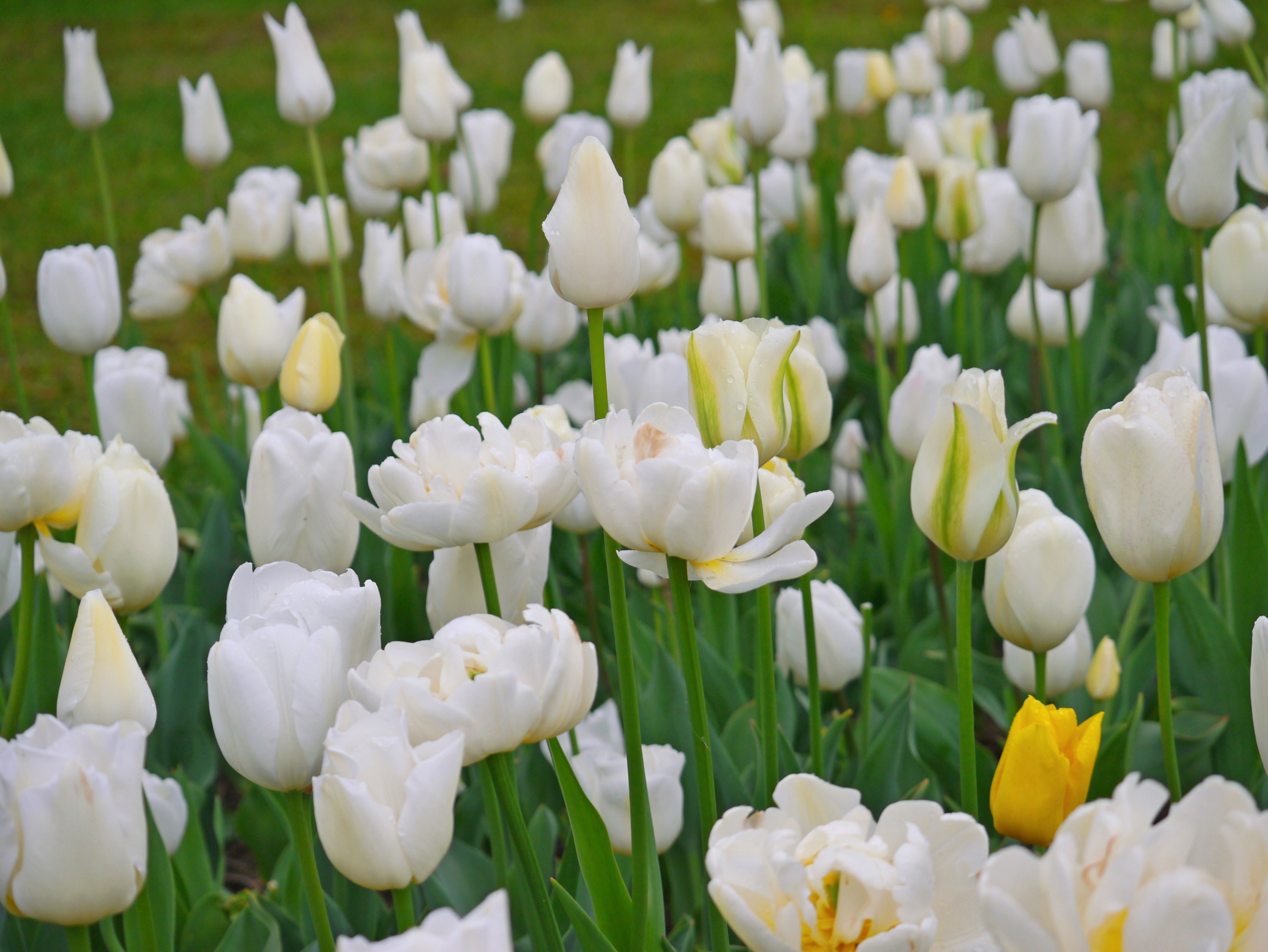 51071_Töne in Weiß Nahaufnahme eines Blumenbeets mit zahlreichen weißen Tulpen und einer einzelnen gelben Tulpe, grünen Stängeln und Blättern sowie leichten Wassertropfen auf den Blüten