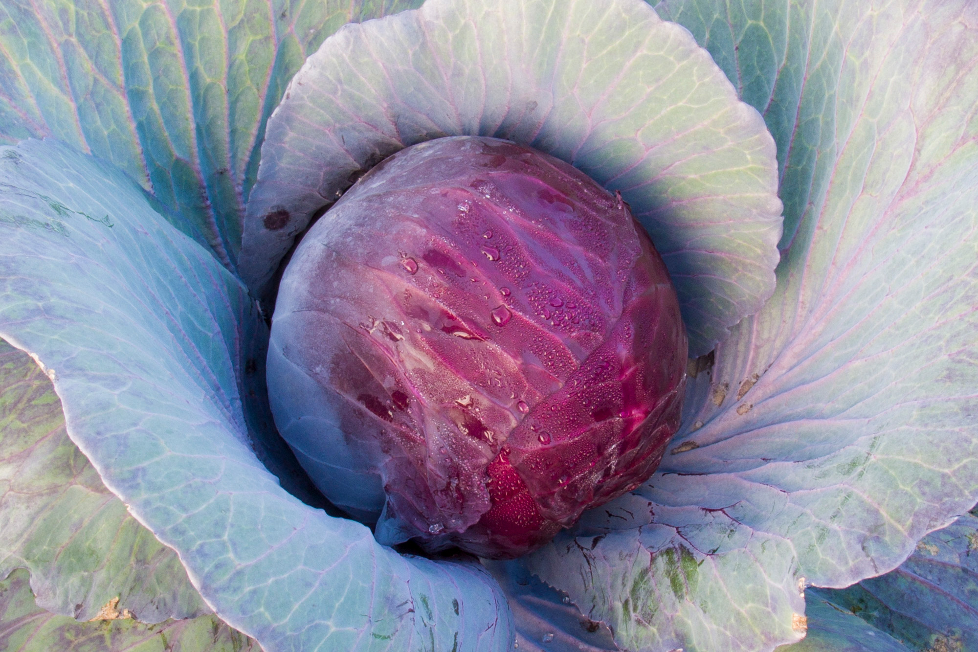 90979_Granat (Bio) Roter Kohlkopf mit Tautropfen und großen blau-grünen äußeren Blättern, Nahaufnahme