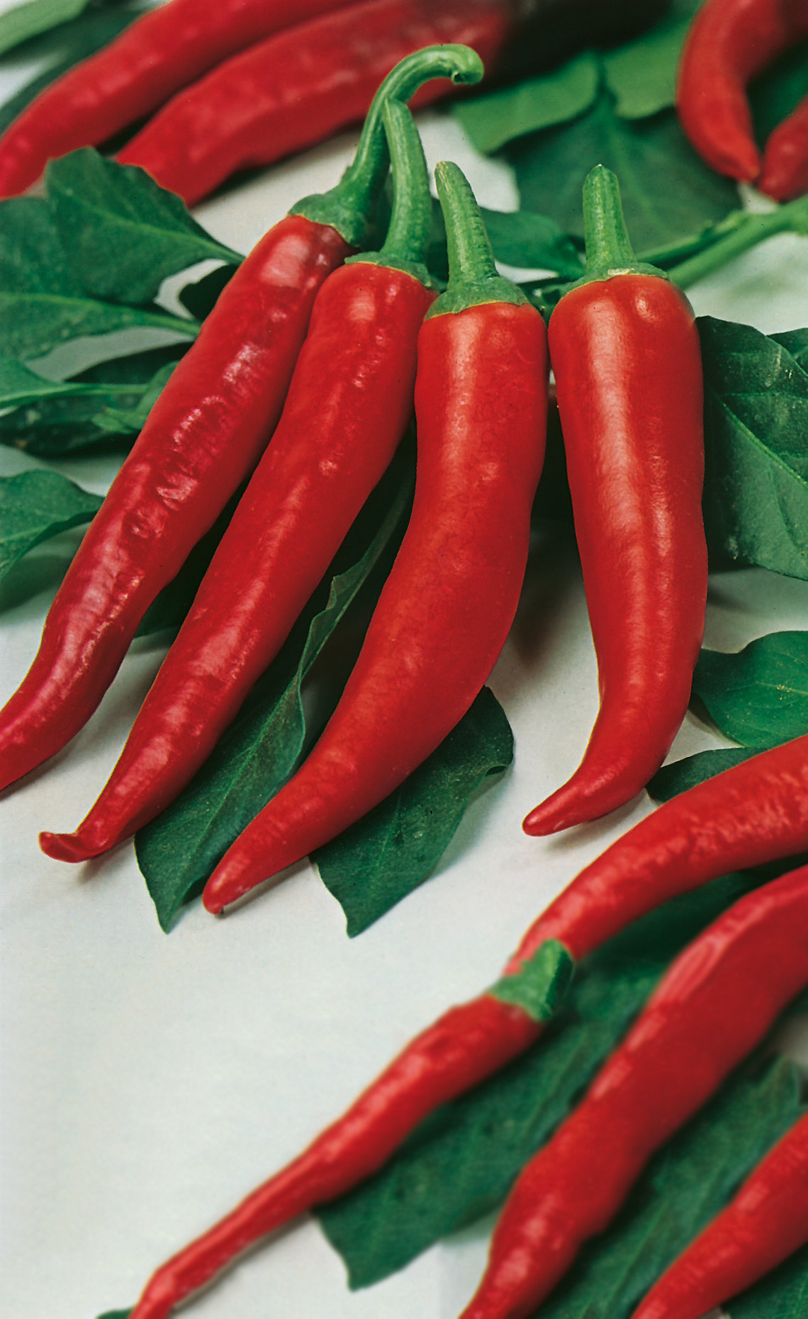 92270_Peperoni Halblanger Vulkan Nahaufnahme von mehreren roten Chilischoten auf grünen Blättern