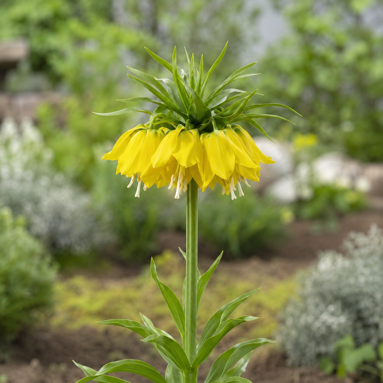 Fritillaria imperialis Lutea maxima